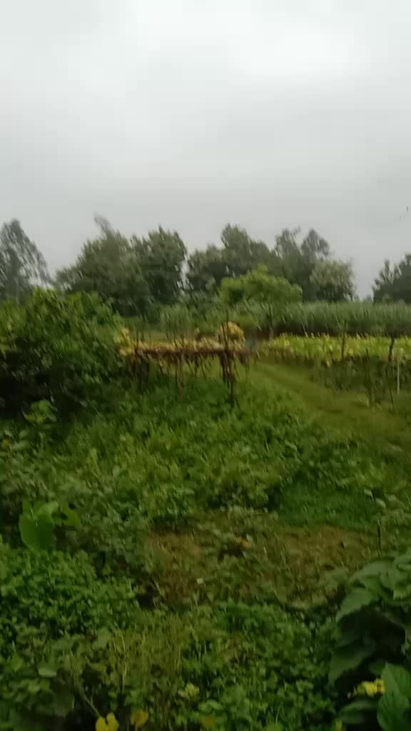 @vibhu.neha 🇧🇩🇧🇩🇧🇩🇧🇩