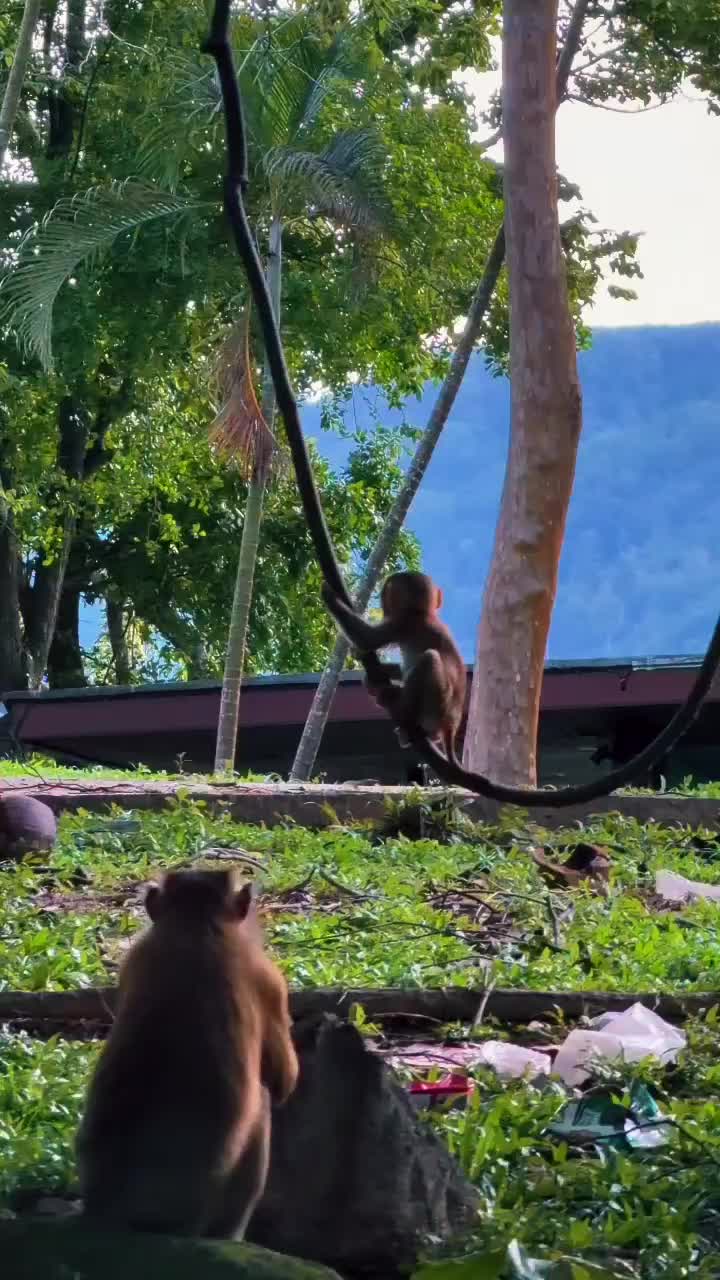 @Monkeyking❤