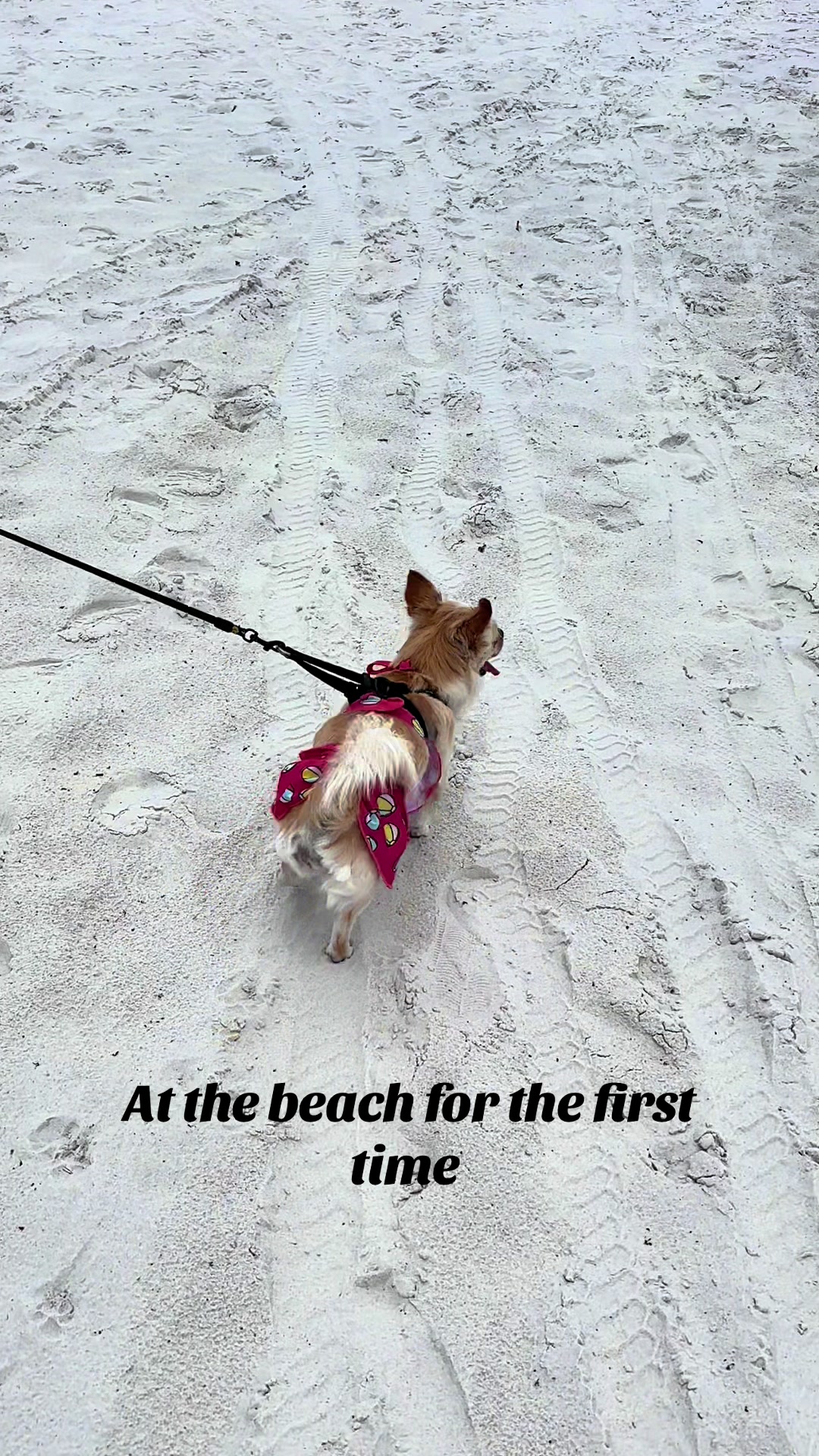 @🐕🐾MayaTheChihuahua🐾🐕