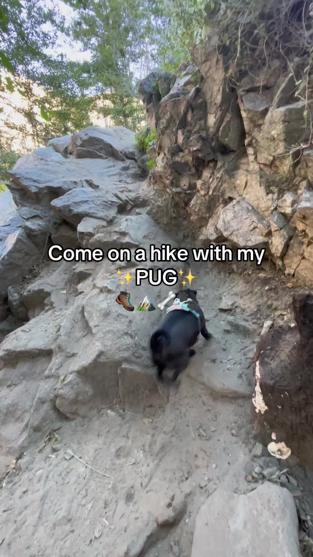 @papitheservicepug