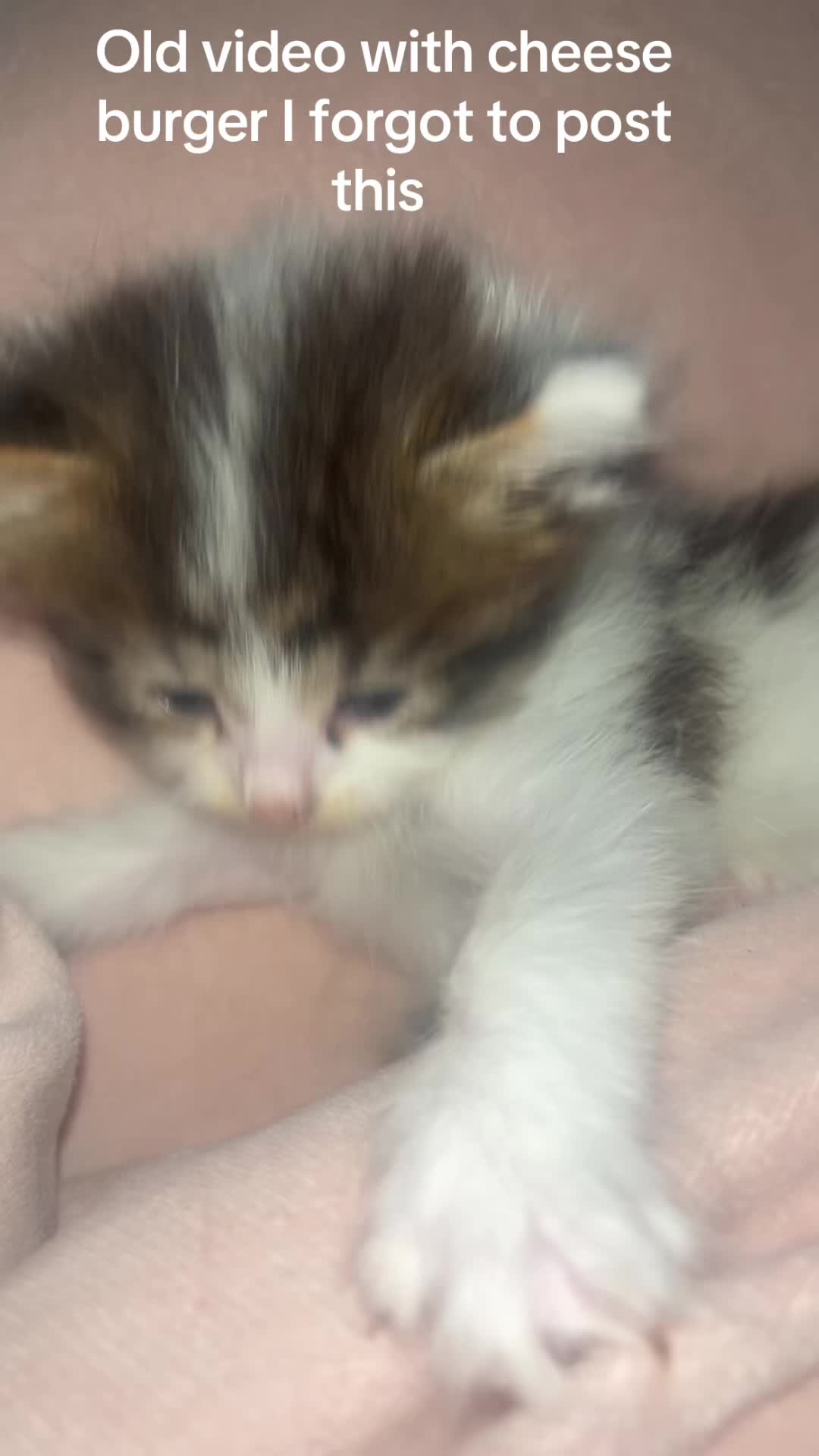 @kittencattuff