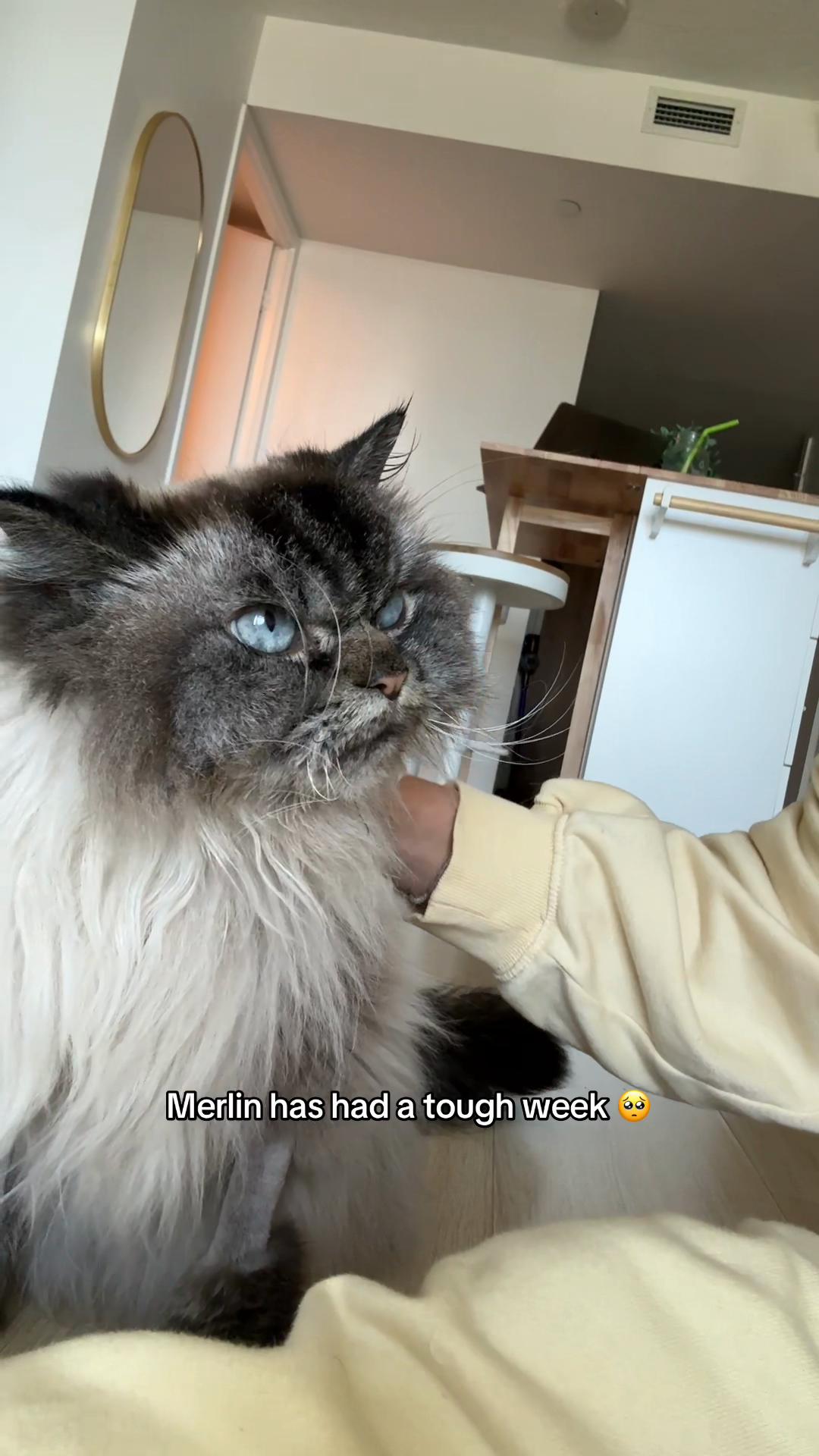 @Merlin Ragdoll