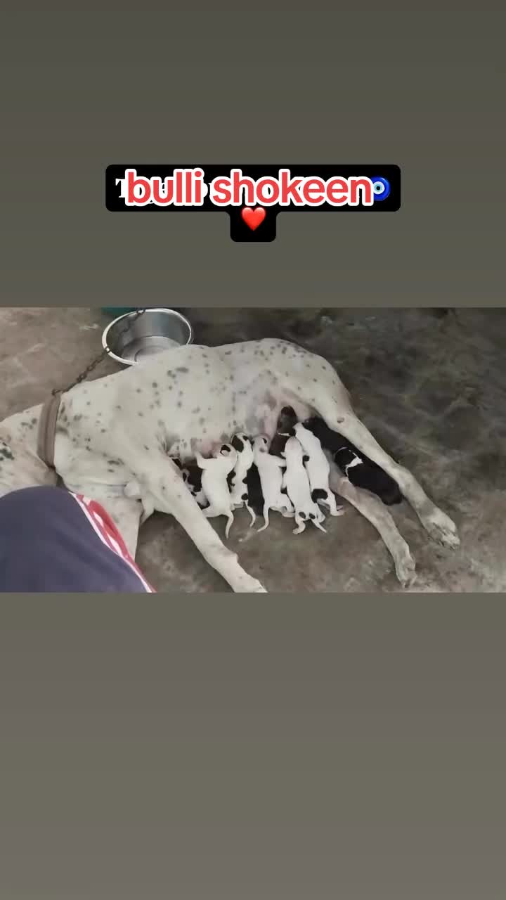 @bullishokeen2