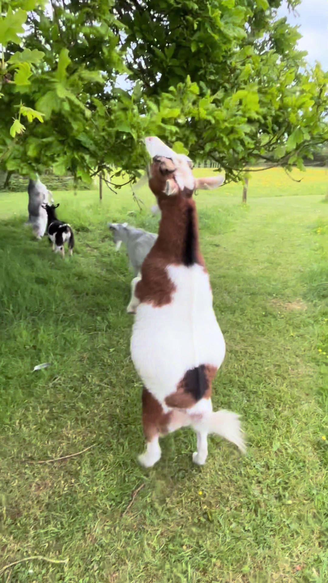 @GiddyAboutGoats