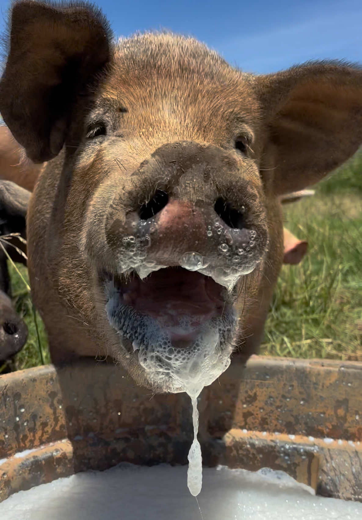 @Triple Oaks Farm