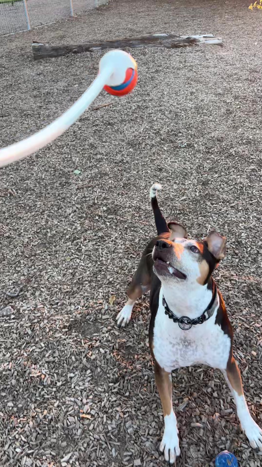 @preampetcare