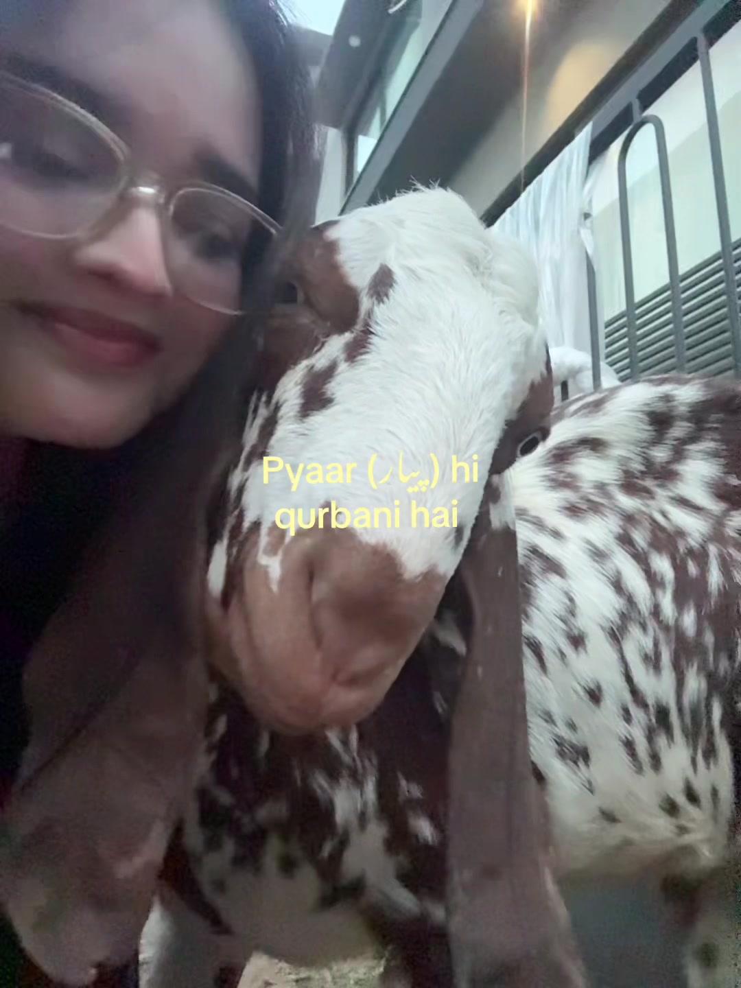@haniya