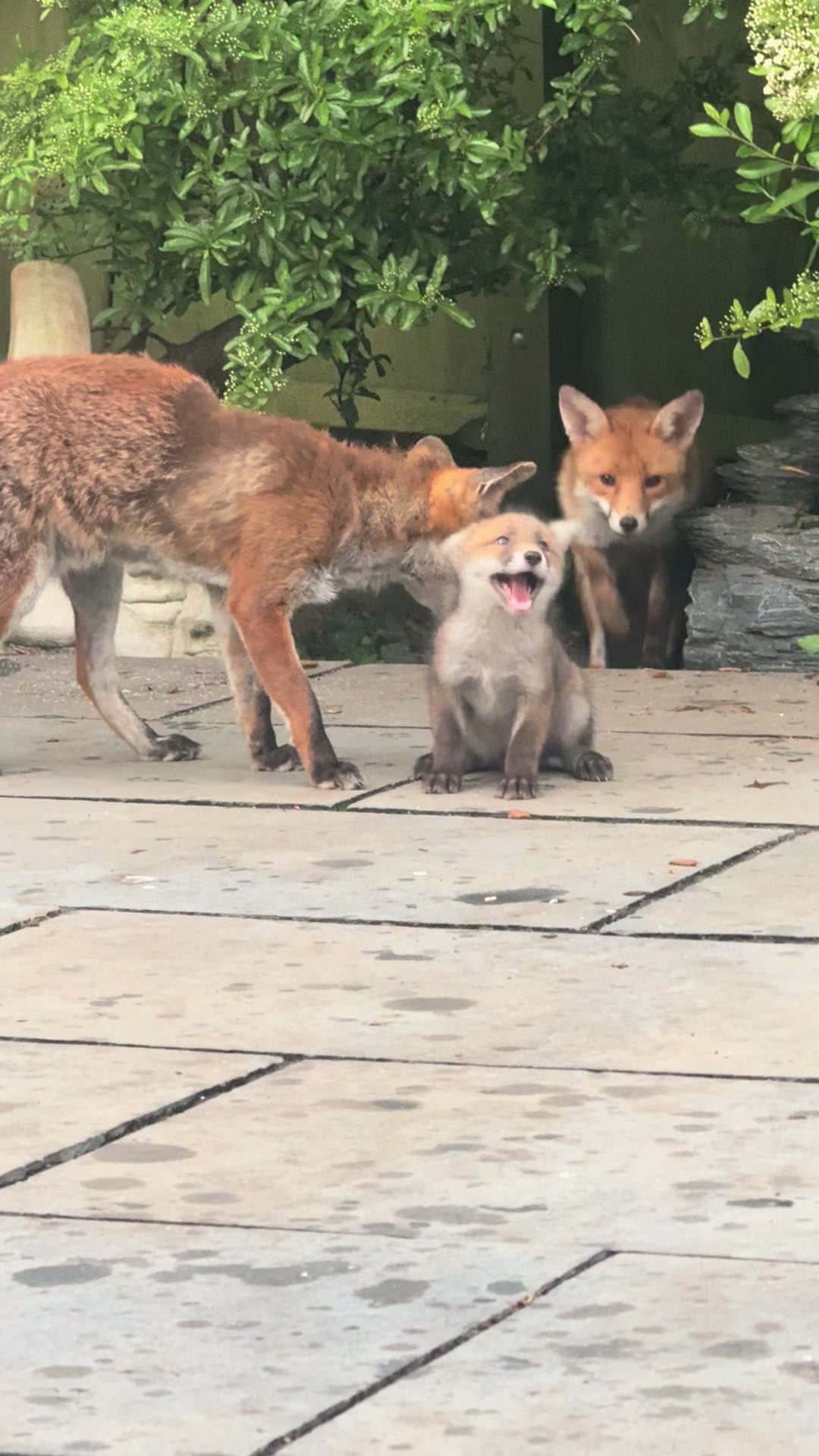 @gp_foxes