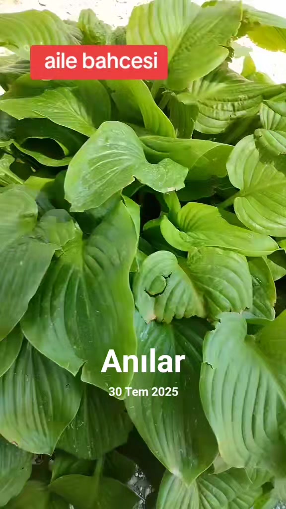 @☺️Farmasi Cemile damgacı🐟