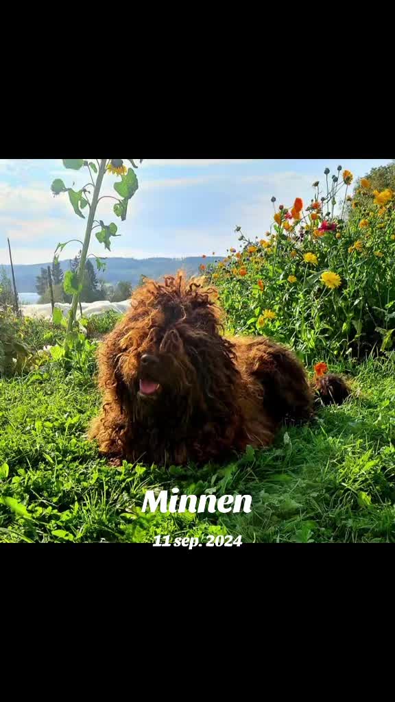 @Mhdogs 💎