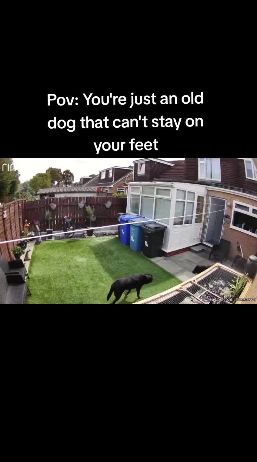 @🐾Tommy🐾Samson🐾Ozzy🐾