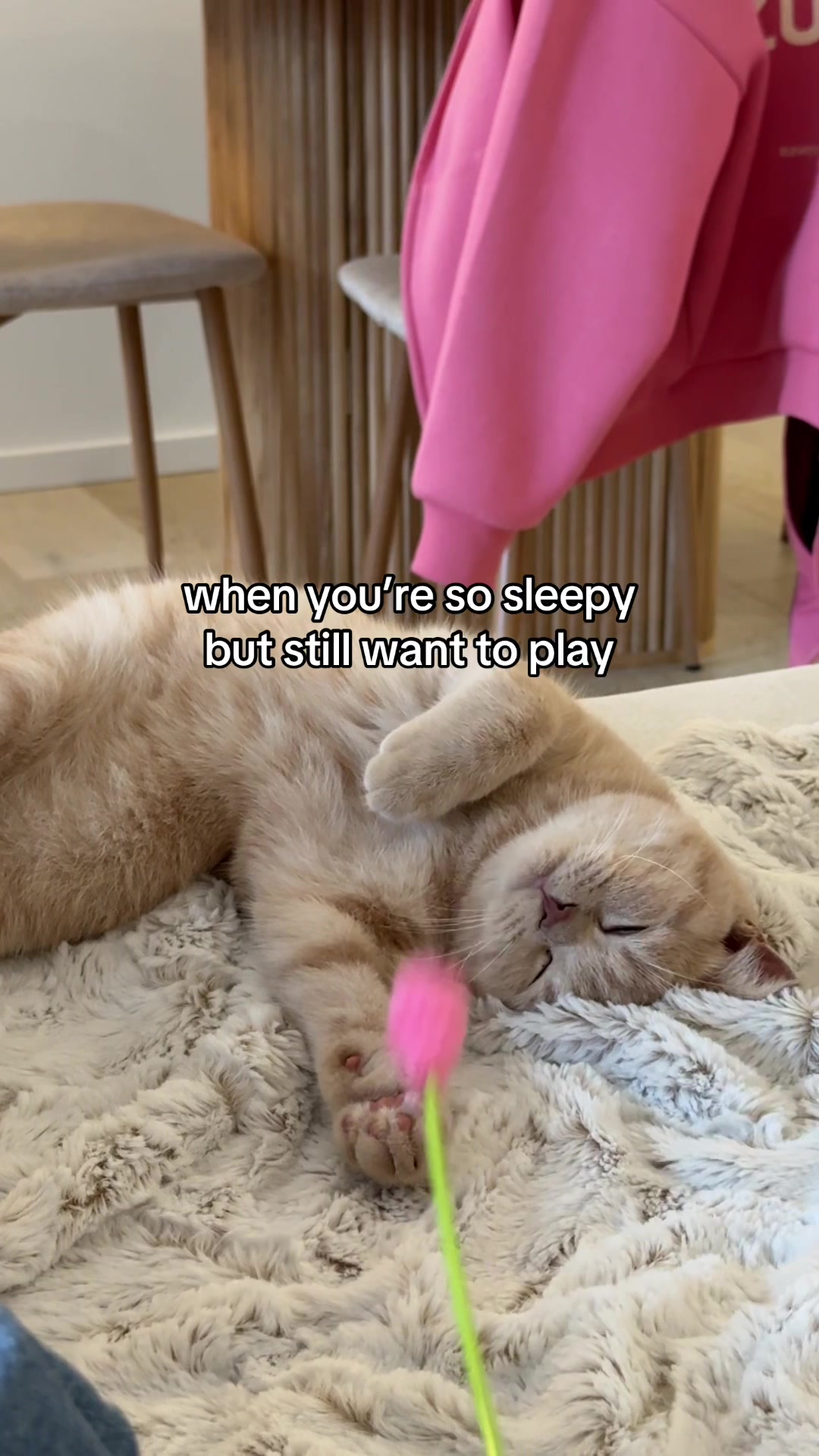 @Chuchu The British Shorthair