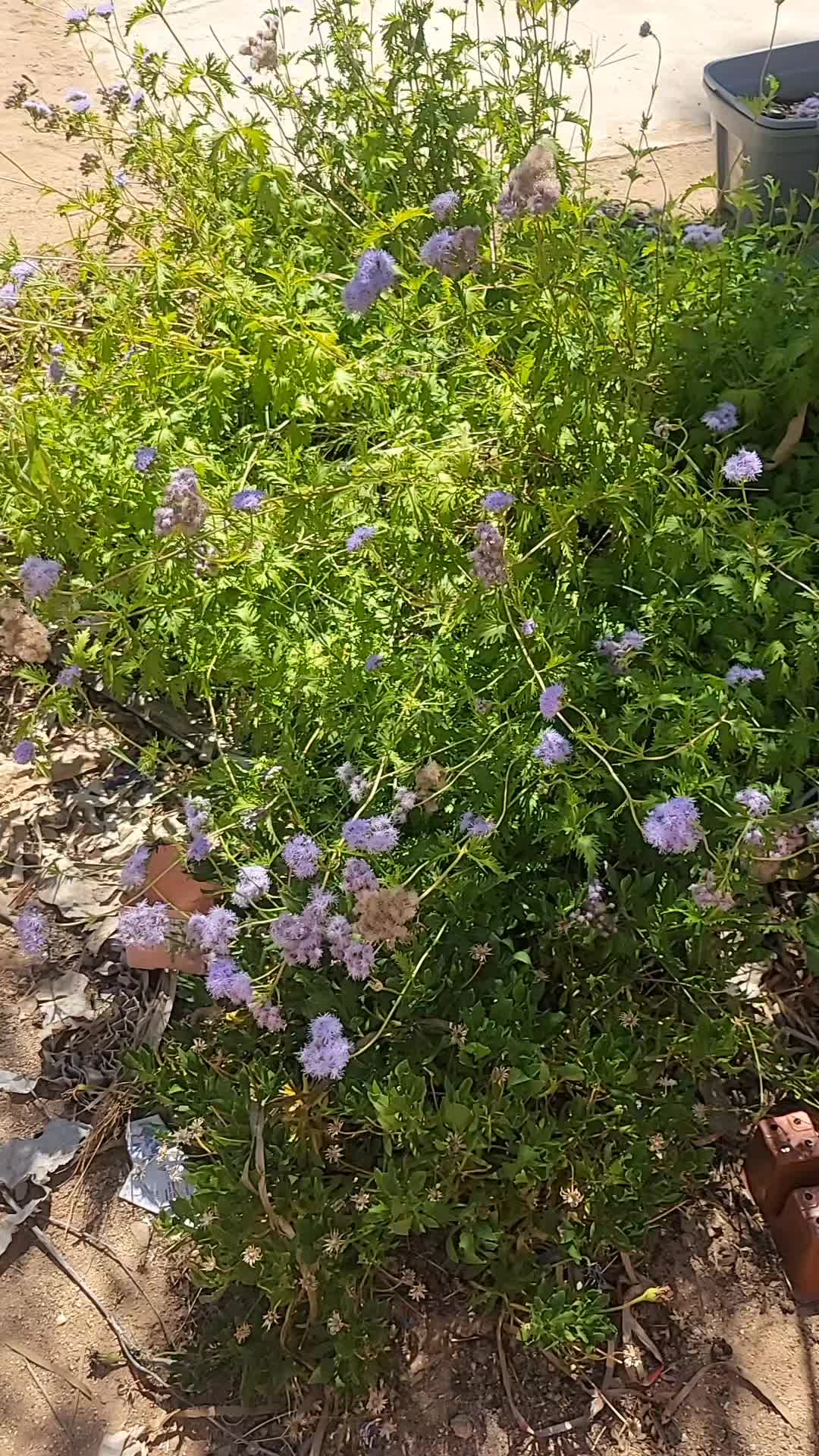 @botani_core