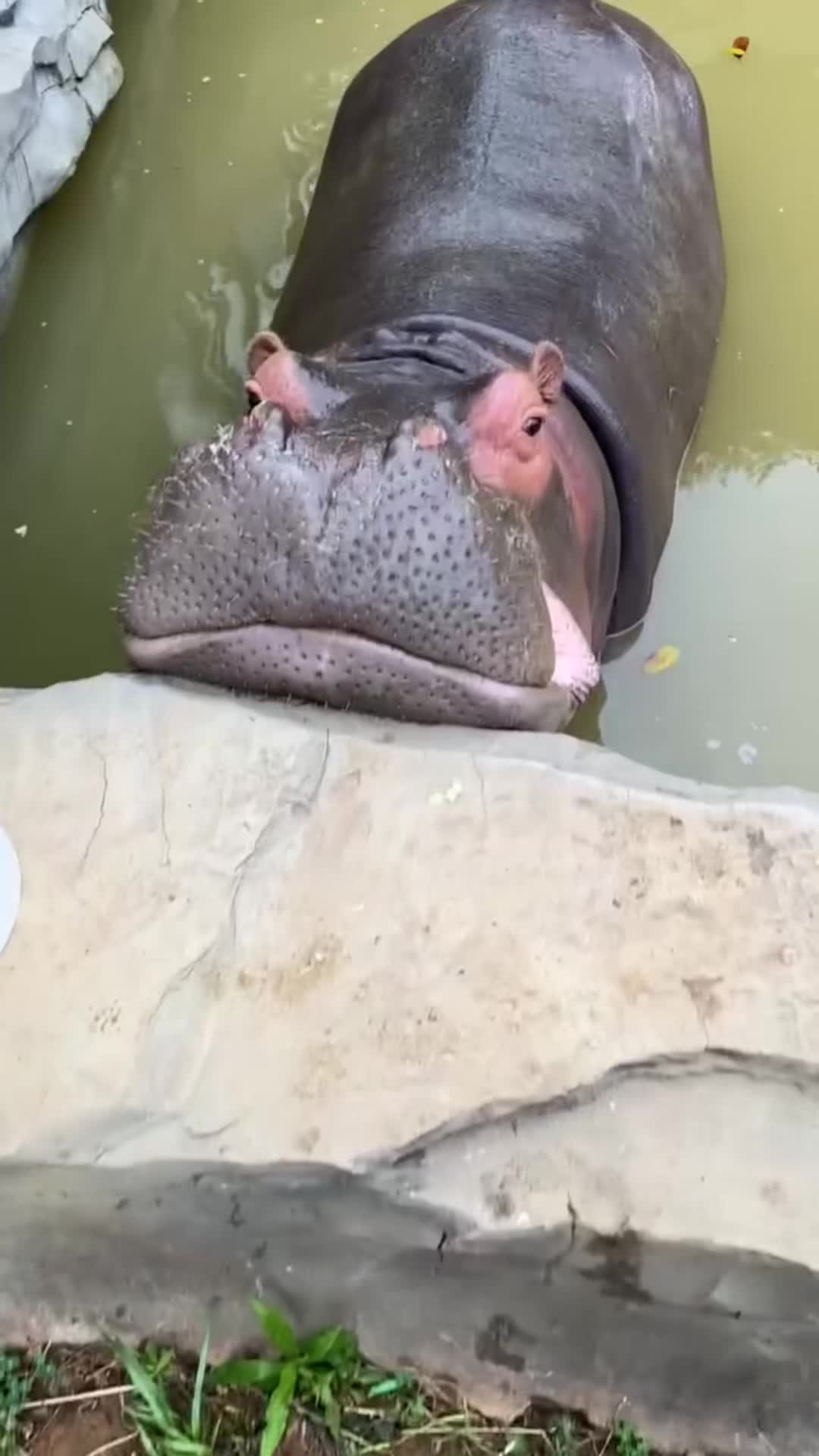 @Hippo