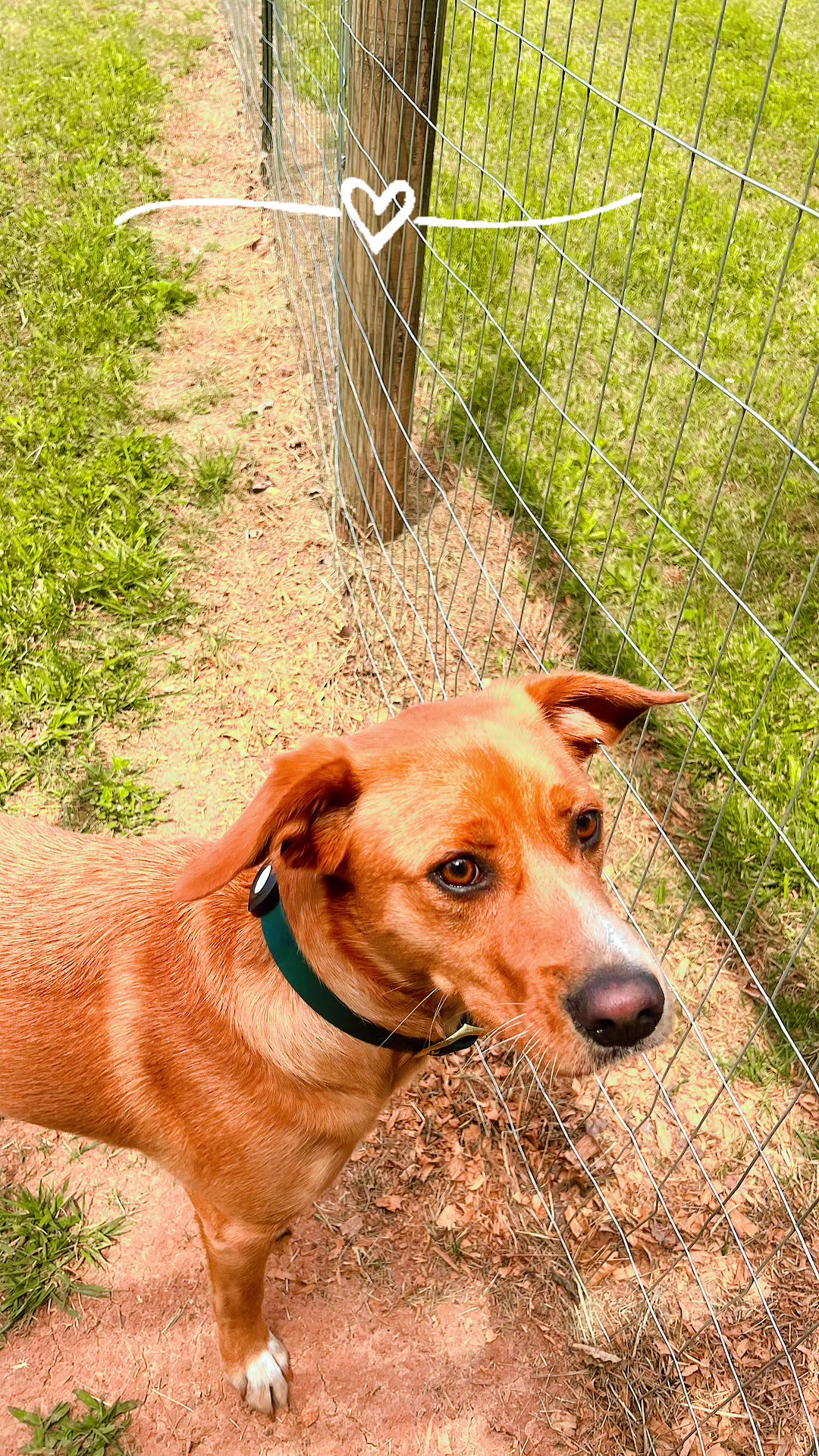 @Angie@k9kennels🐾