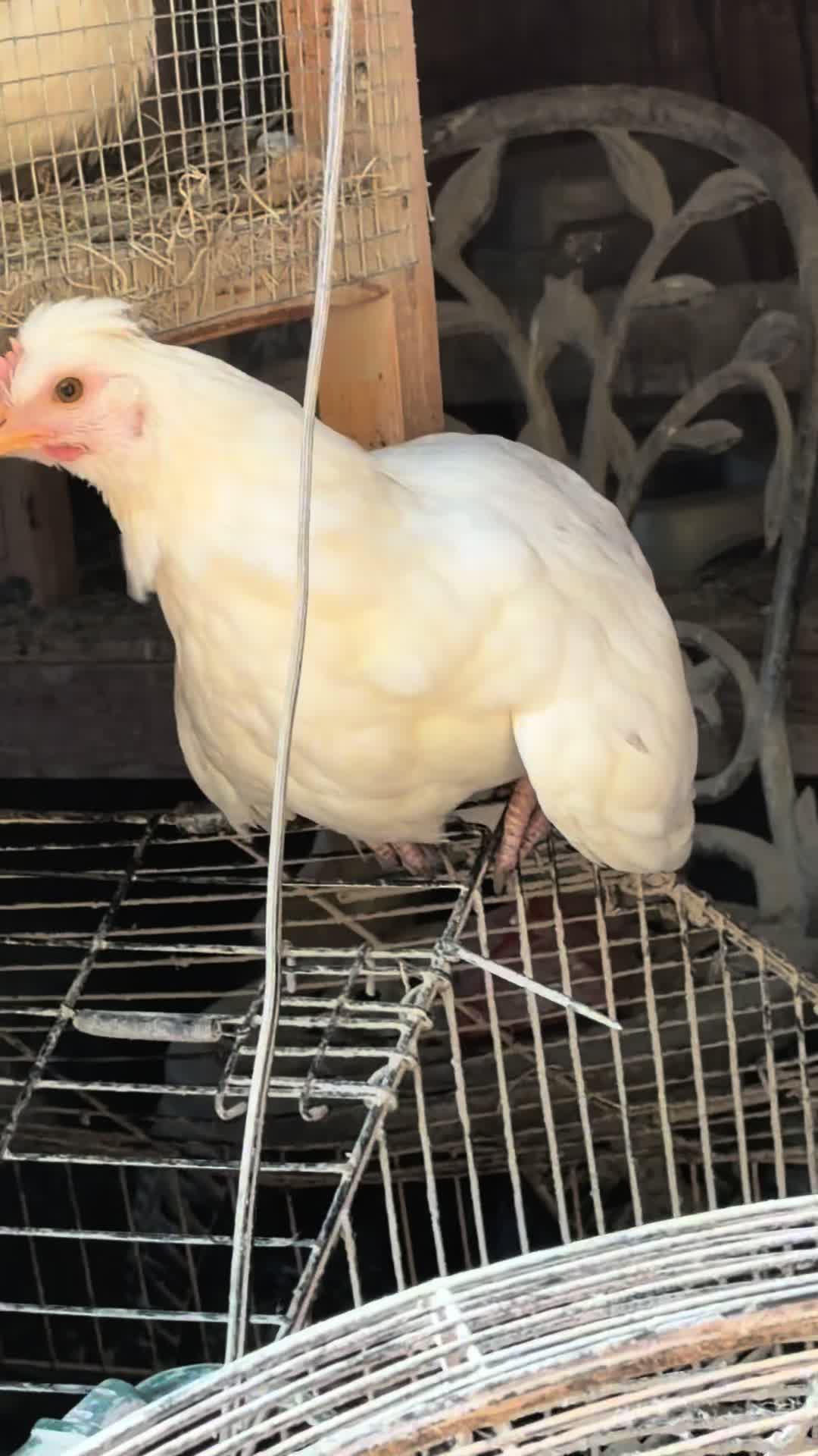 @NonniesFunnyFarm