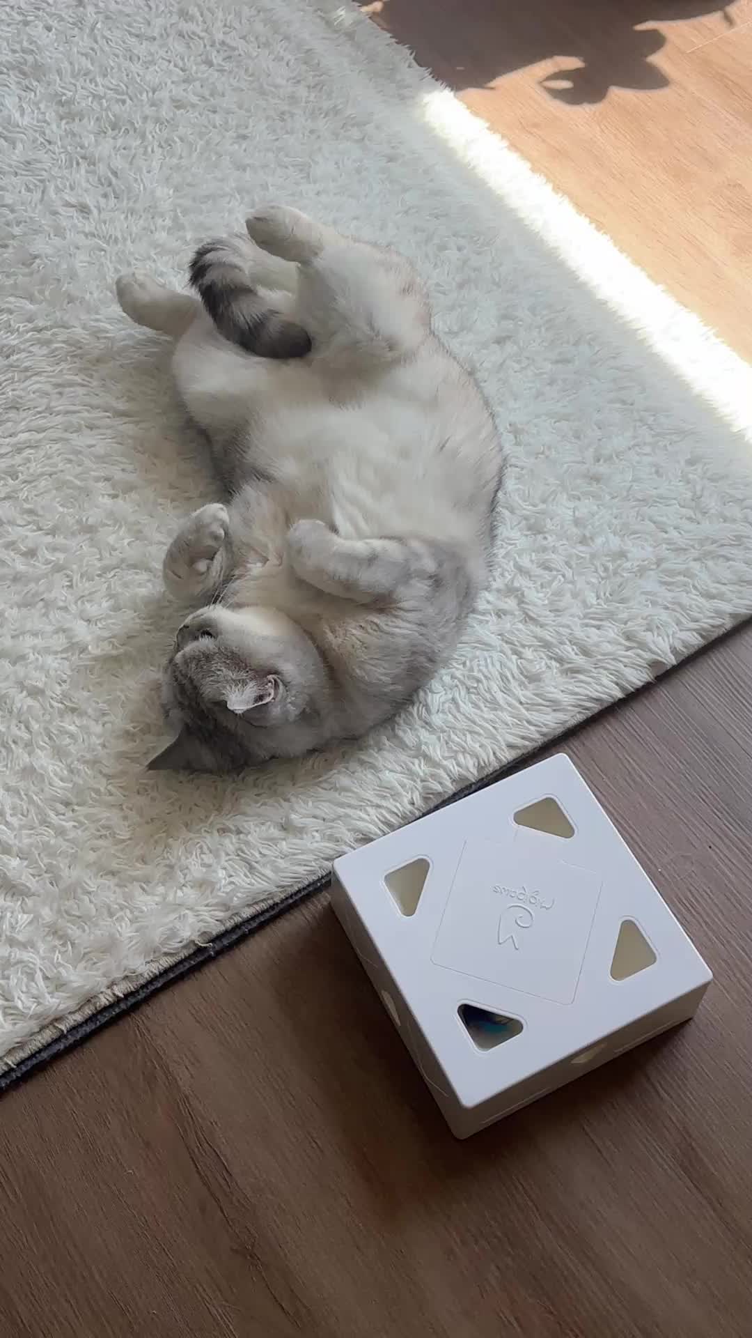 @riceballmeow88