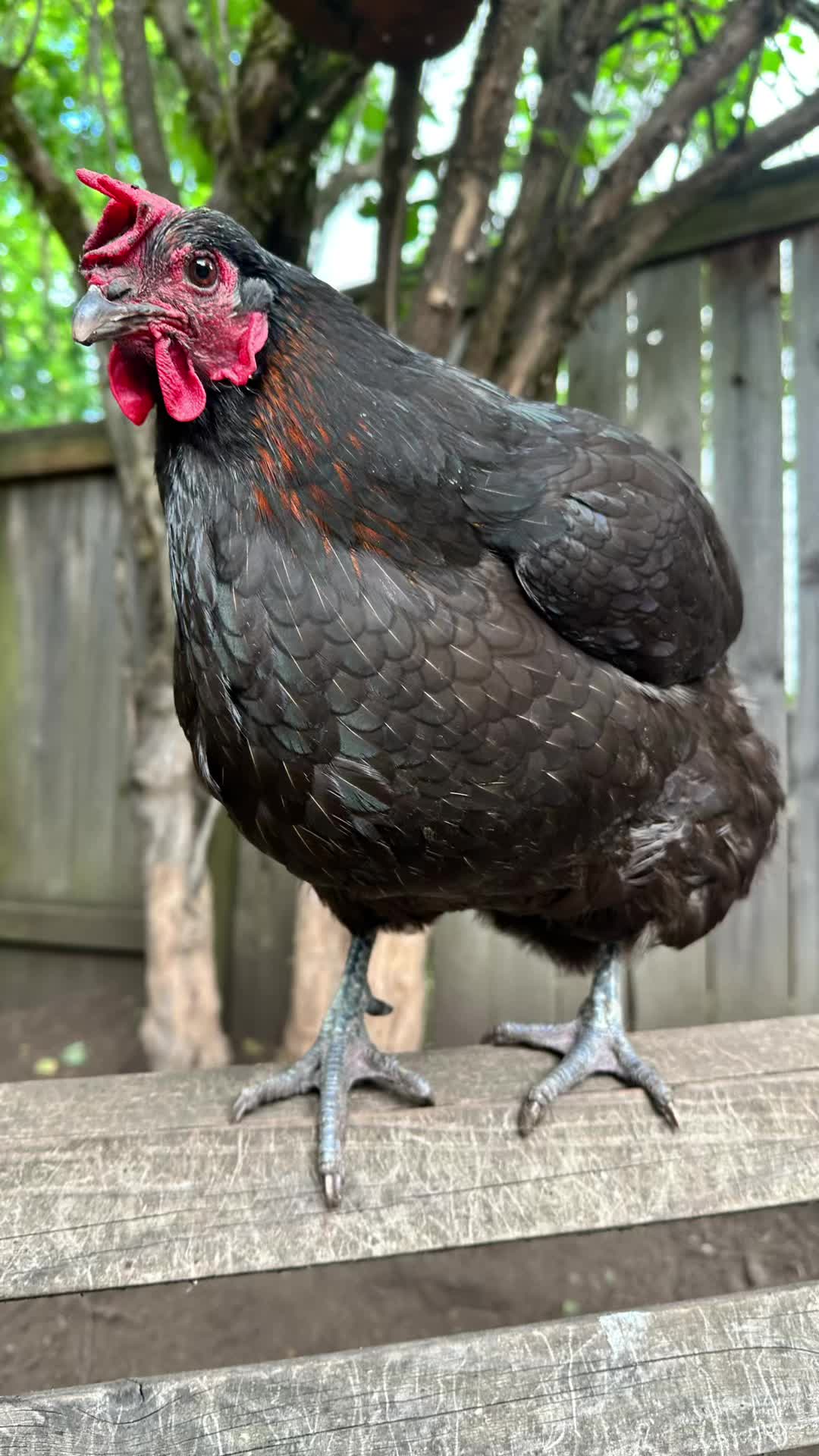 @FusterCluck Farm