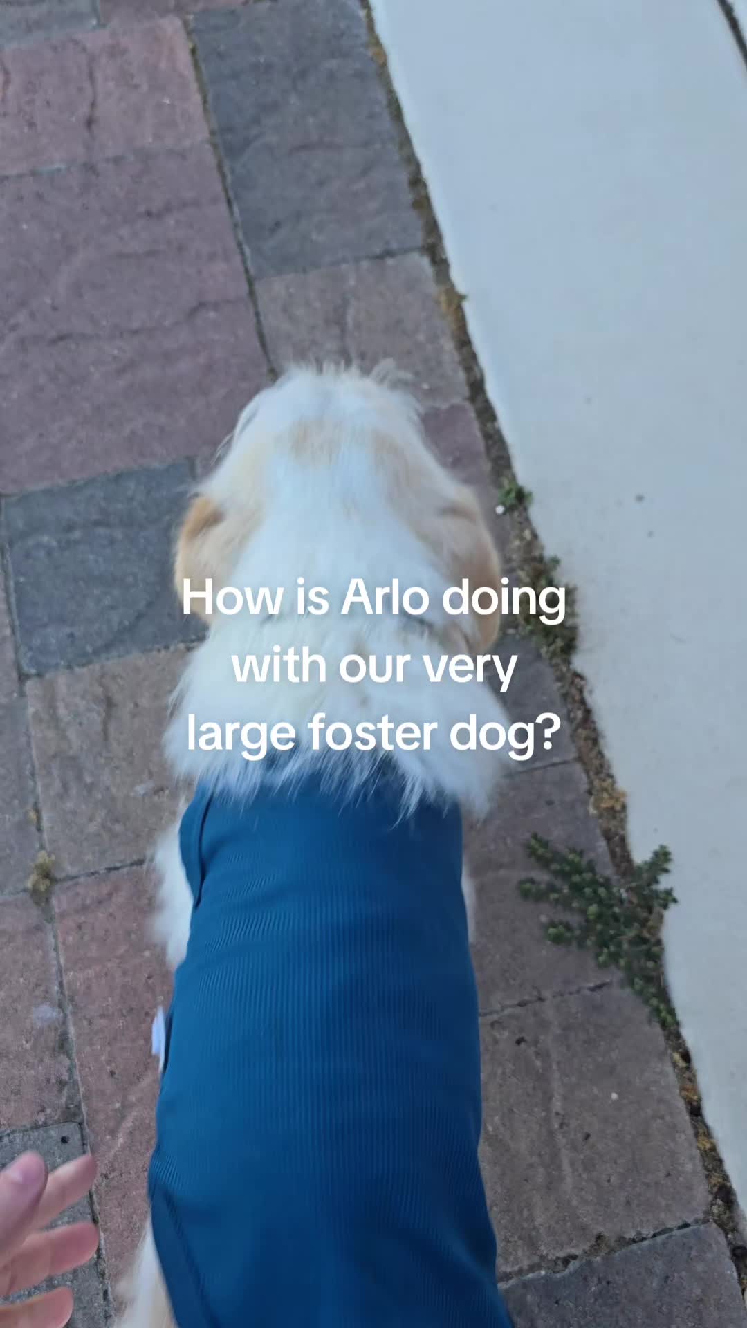 @Peake Pups
