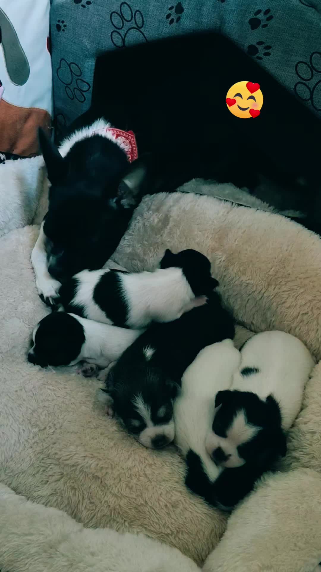@Malutka 🐾🩷🩵🐾