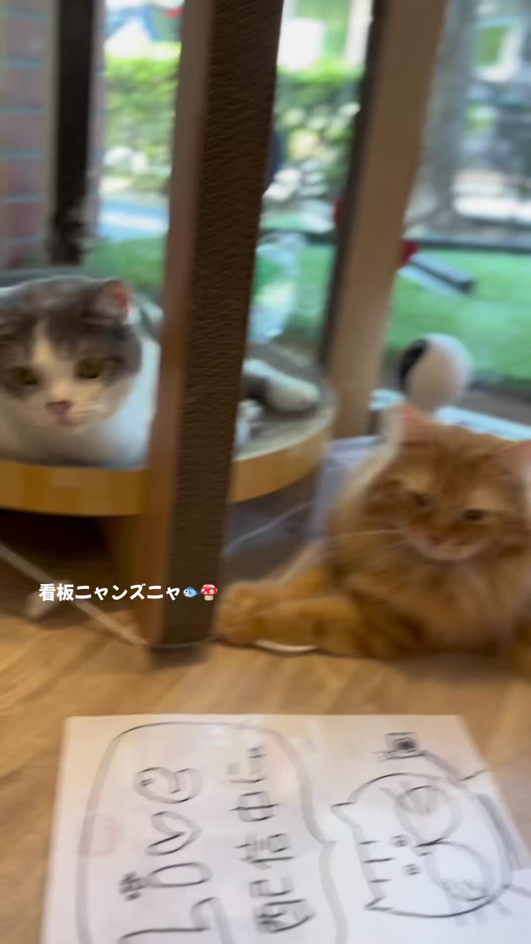 @ラブリーデイ