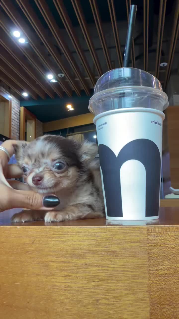 @Paradise Puppies🐶