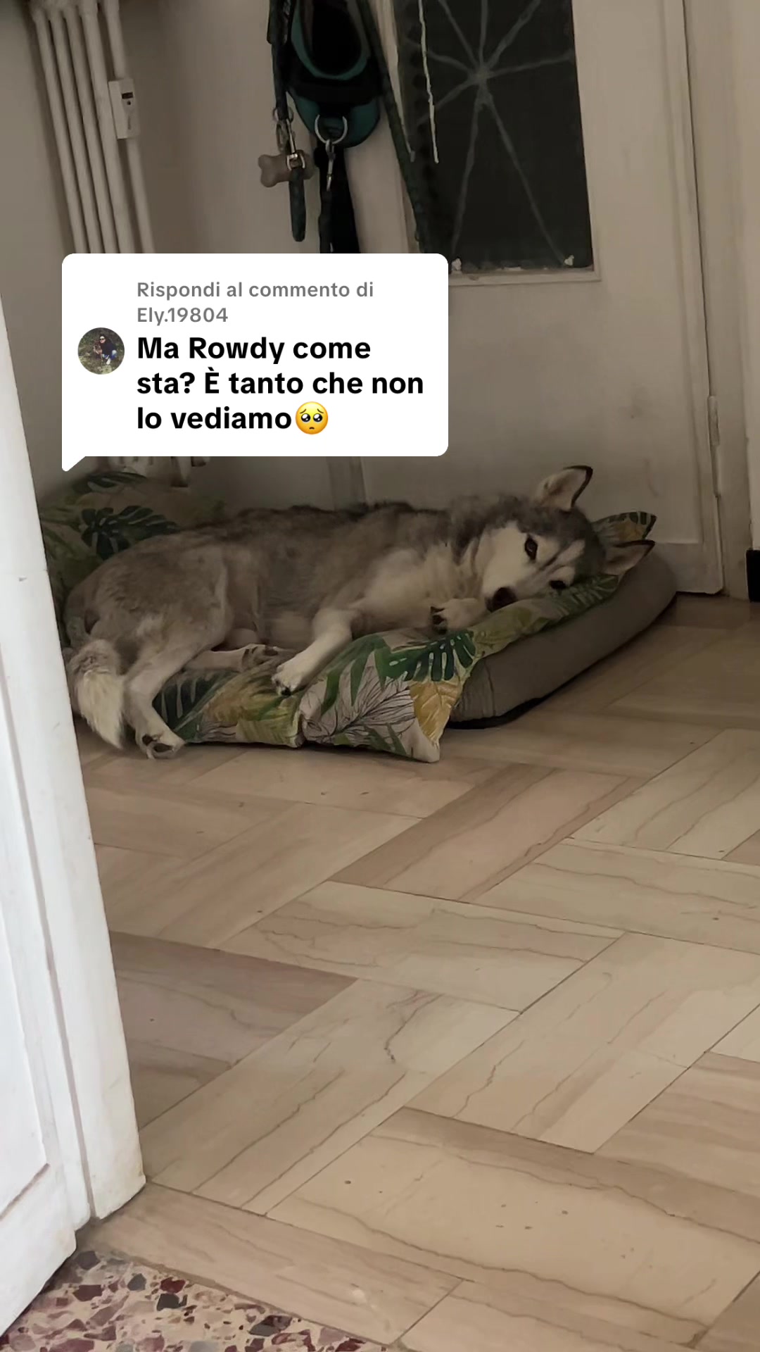 @Polirowdy