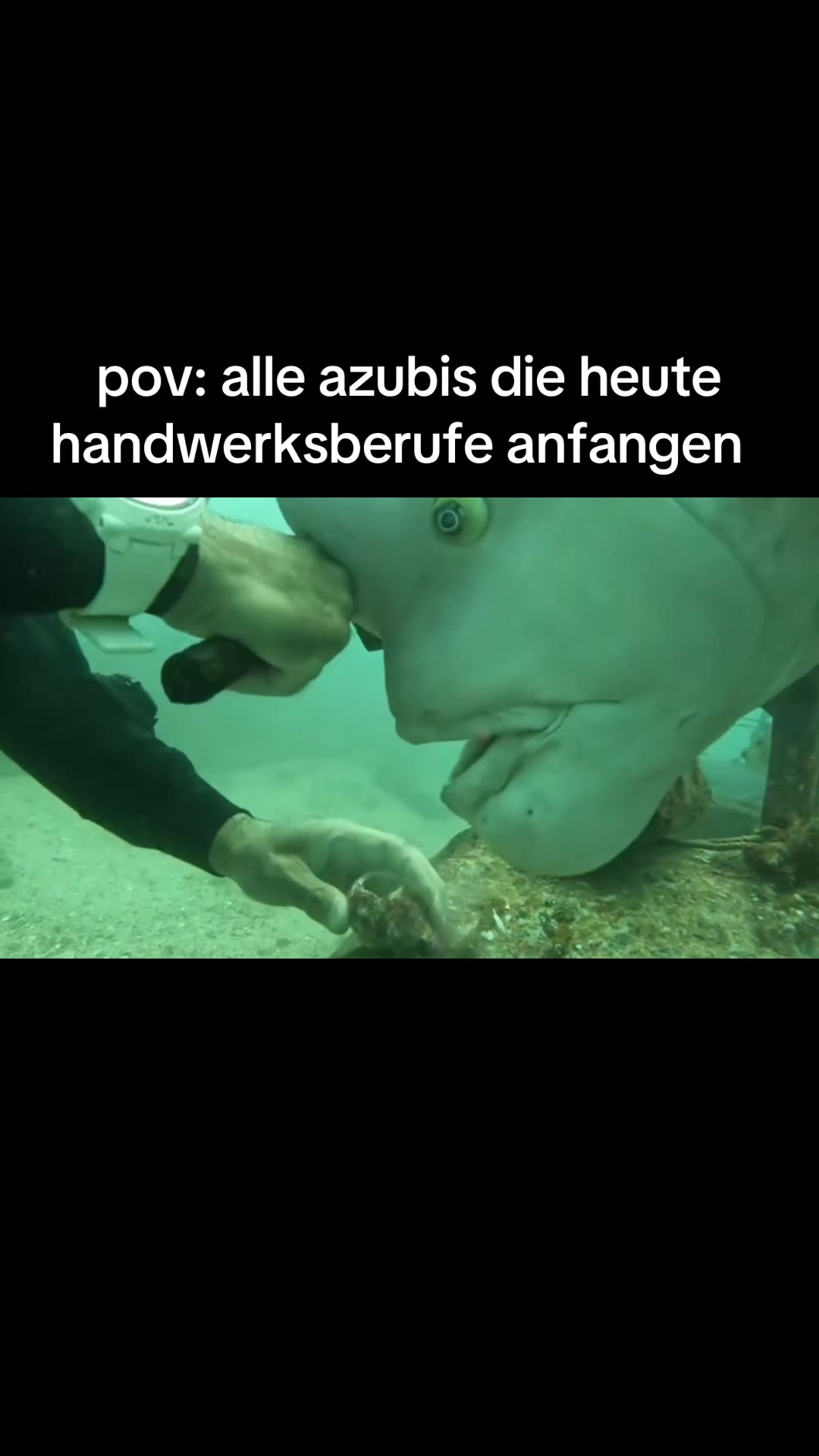 @hanife🦢