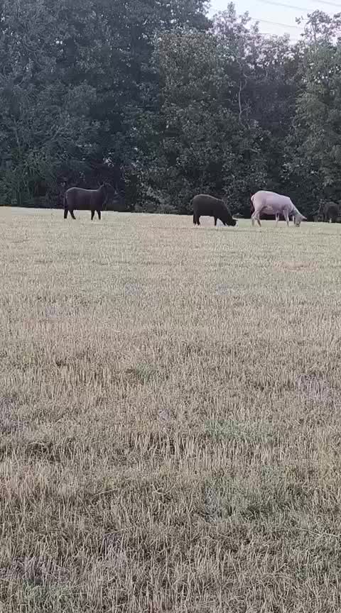 @Animal & Nature Lovers
