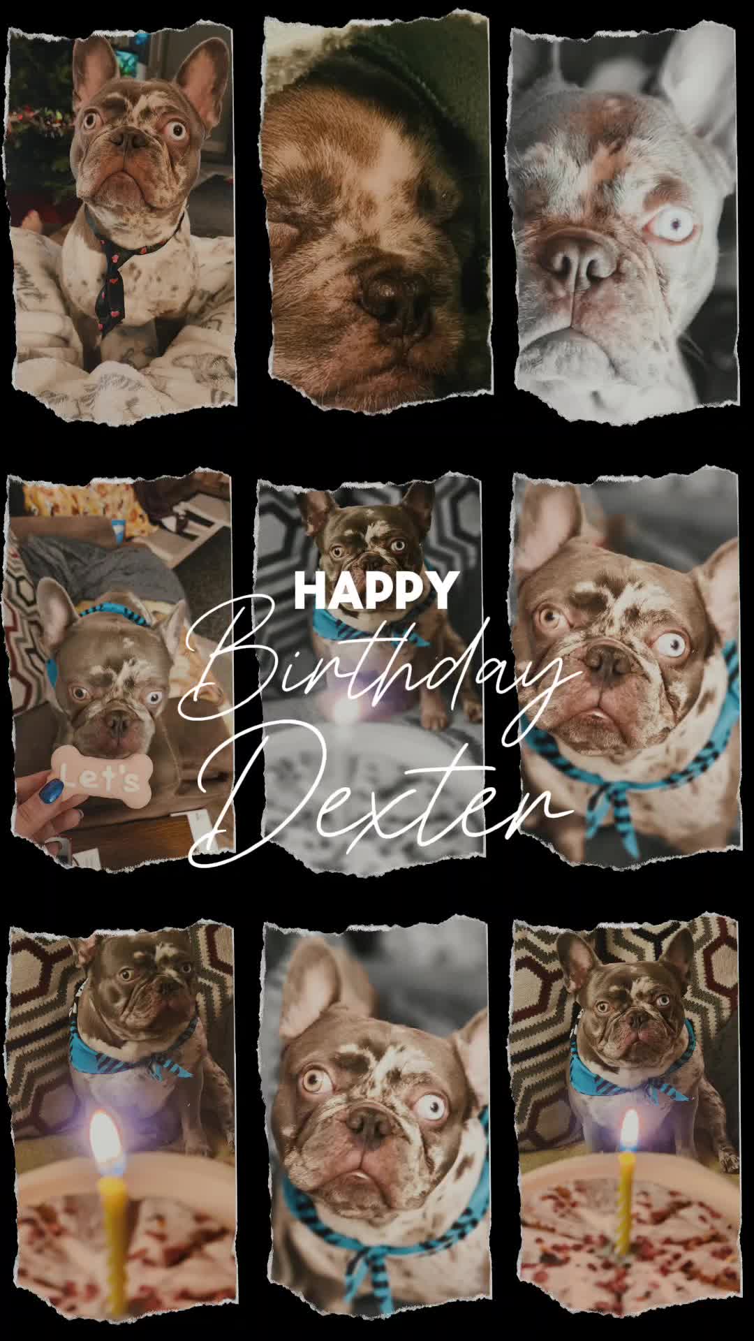 @Dexter207Frenchie
