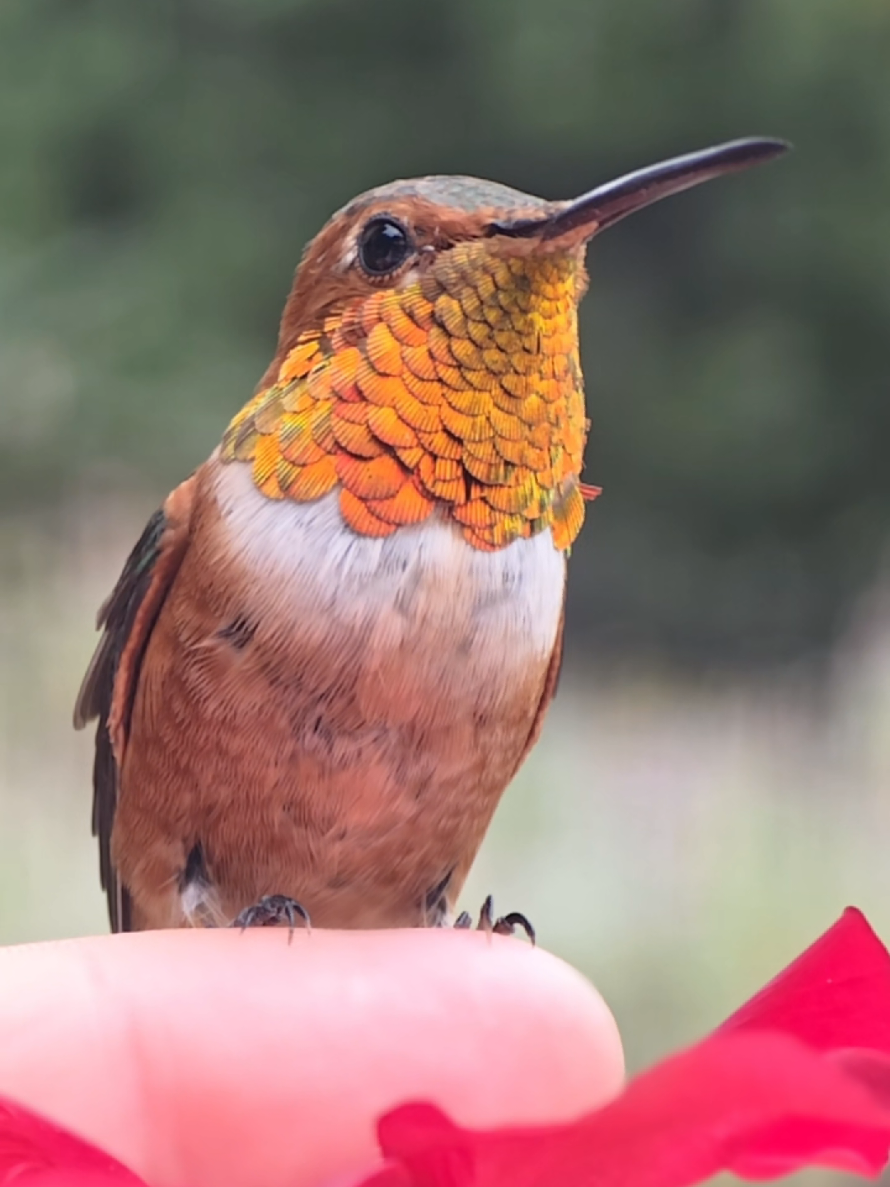 @unreal_hummingbirds