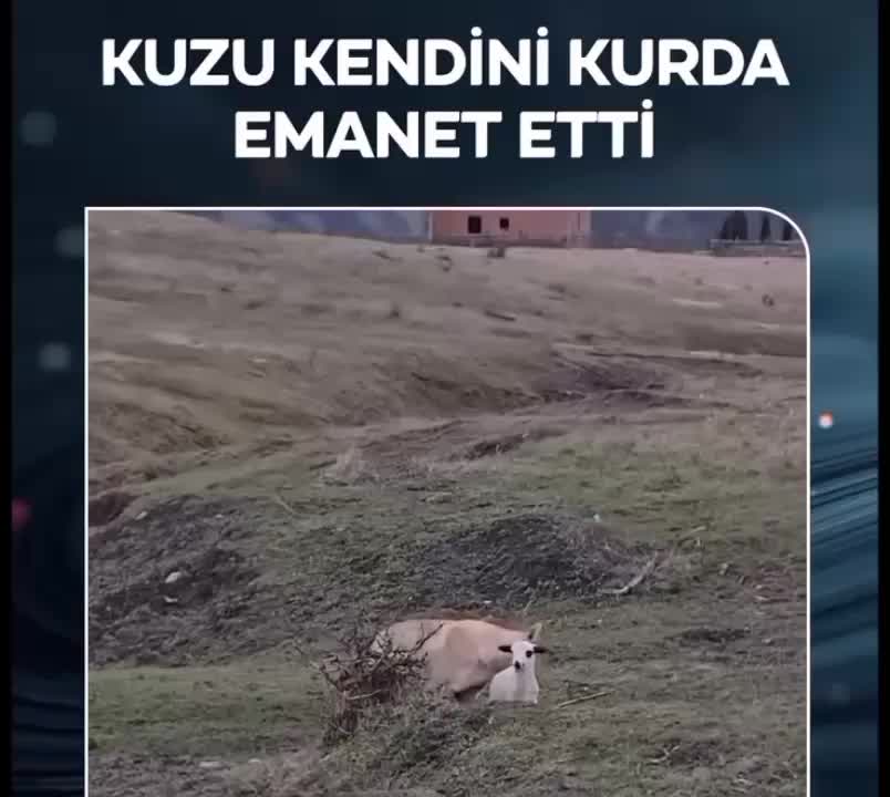 @lui