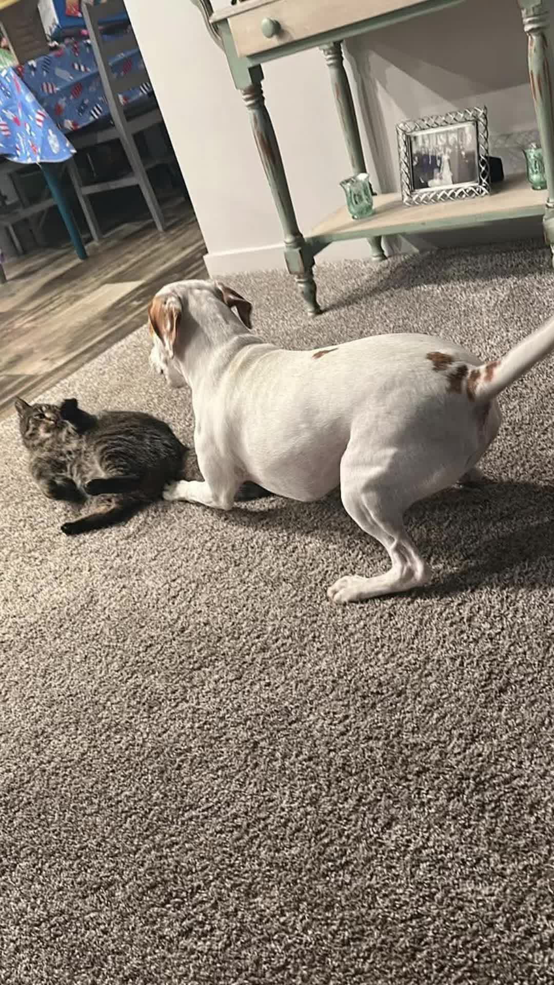 @Sproutie 🐶