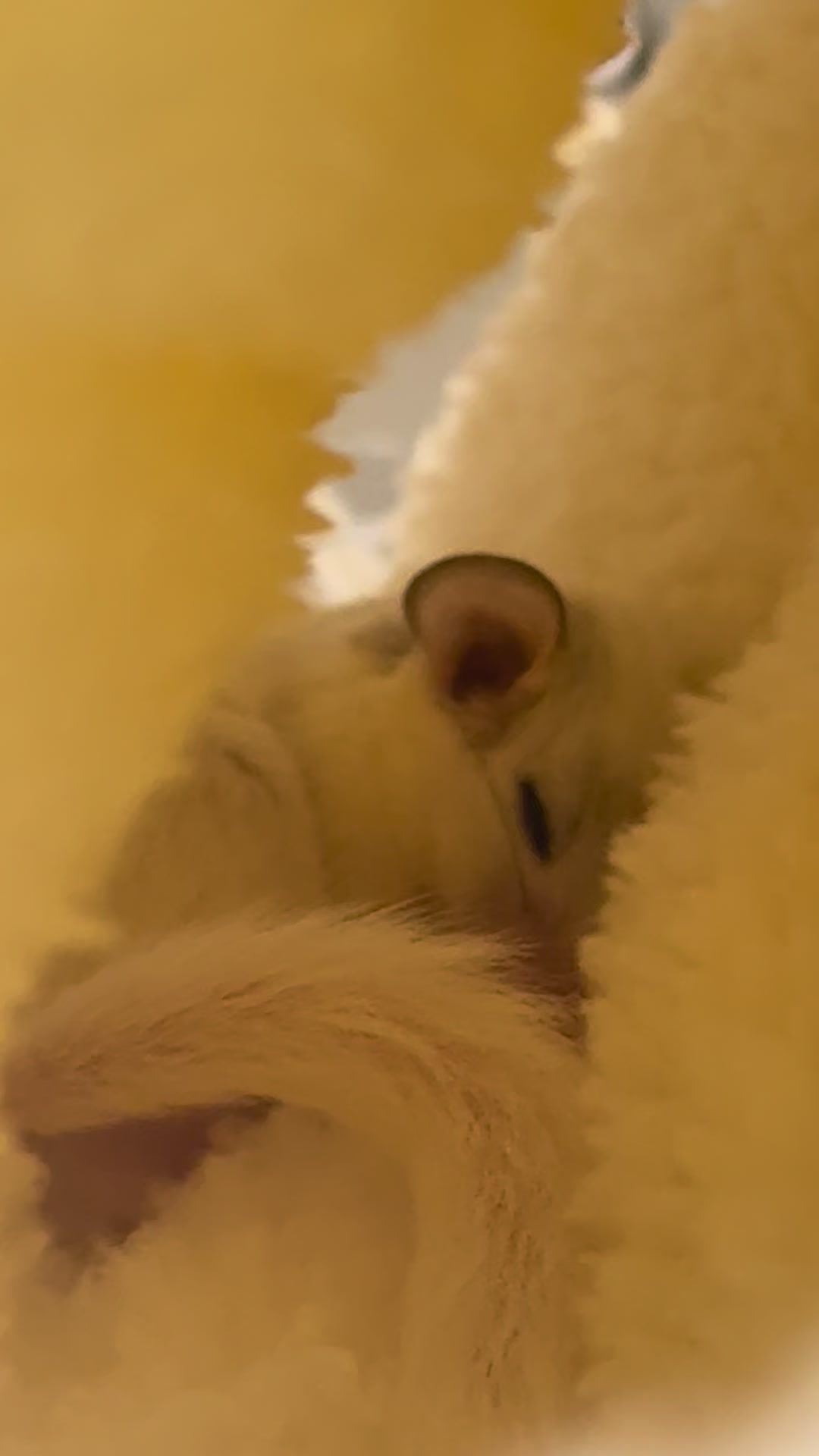 @듀