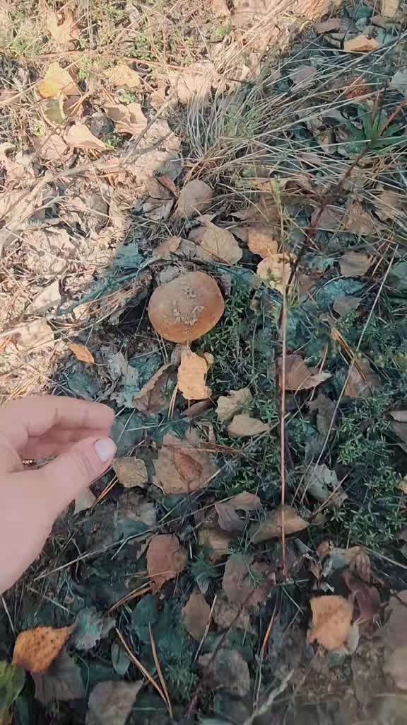 @iuliia585
