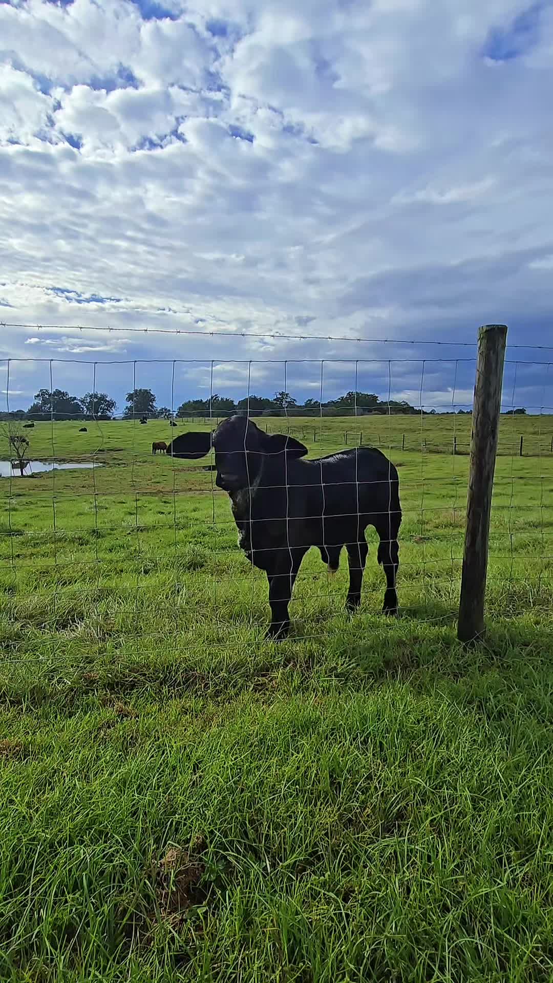 @M.I. CATTLE CO.