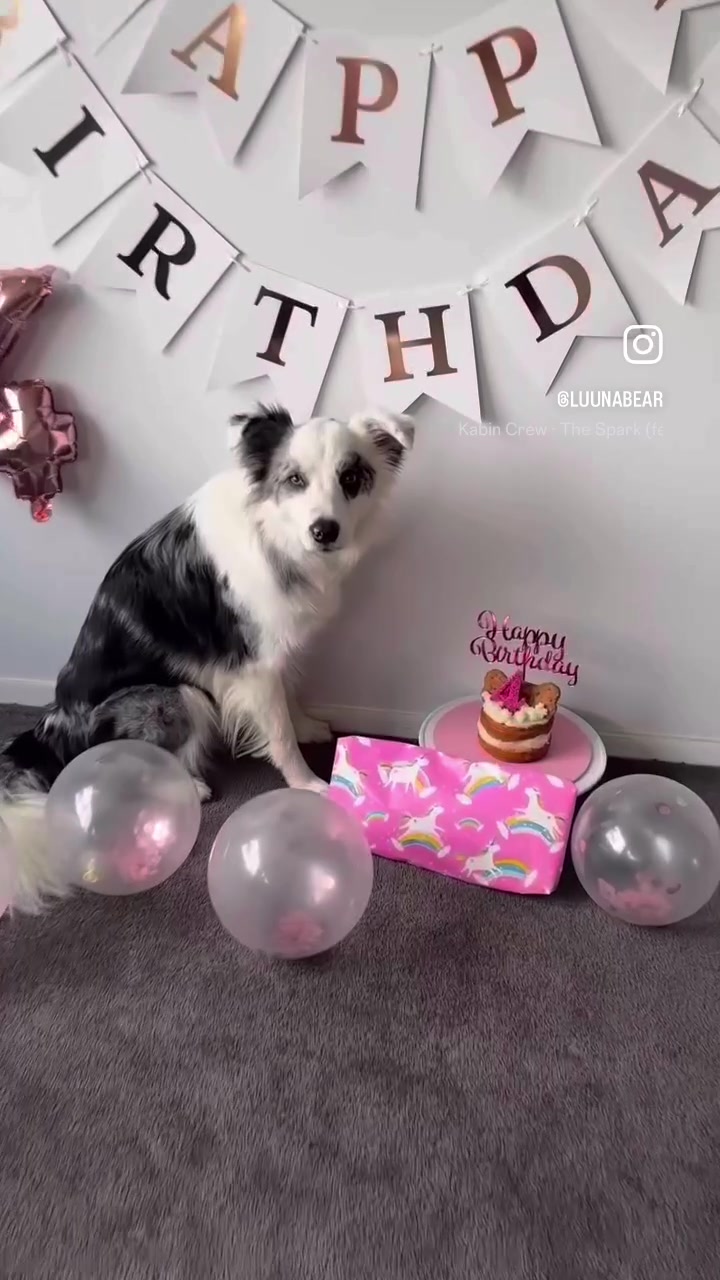 @life.with.collies