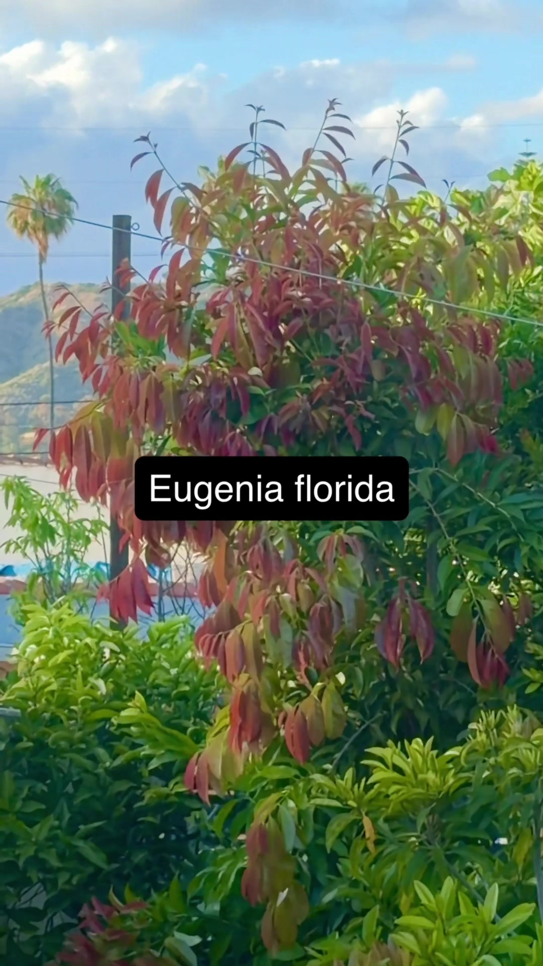 @FancyPlantsLA