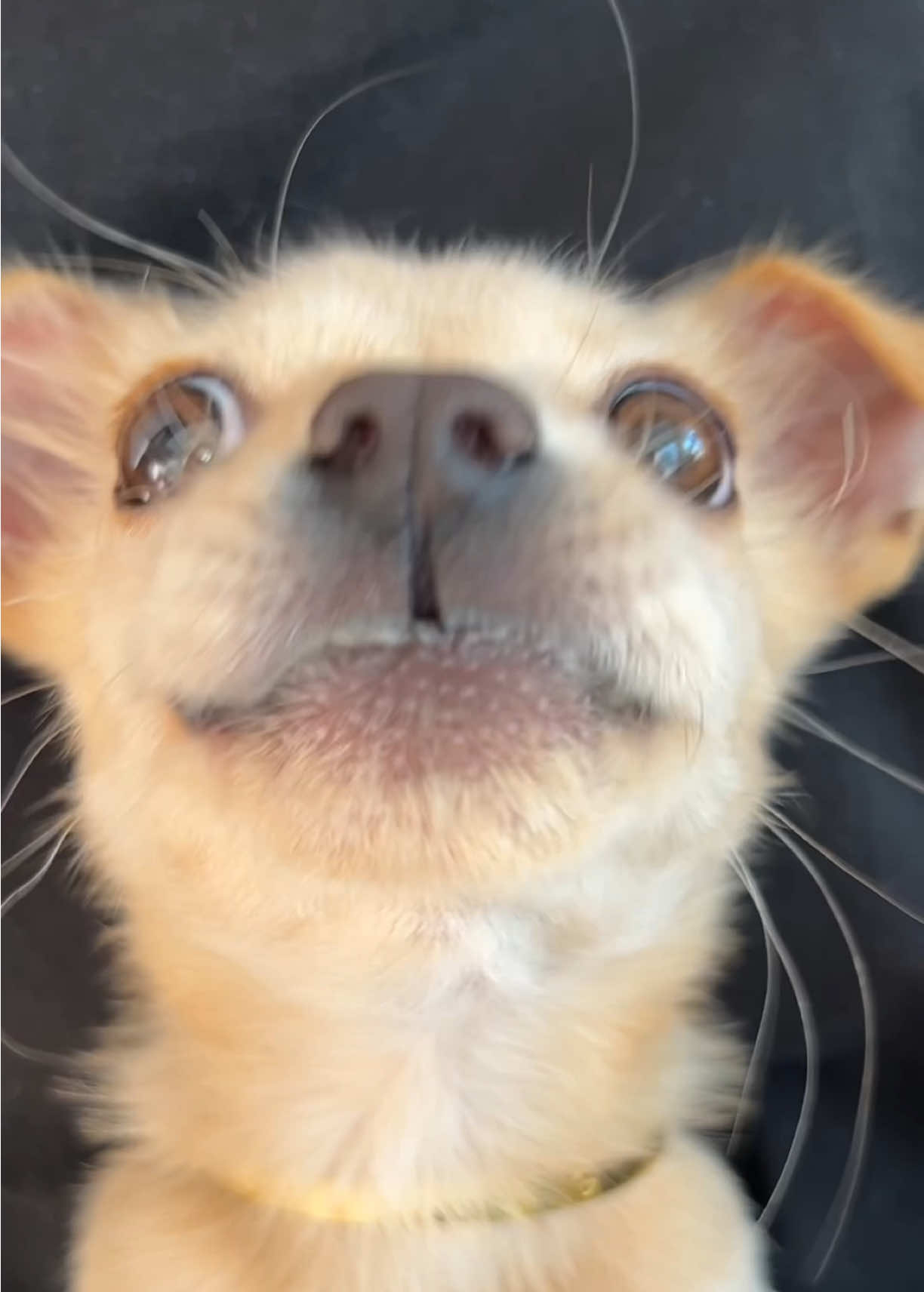 @Pet World Hub