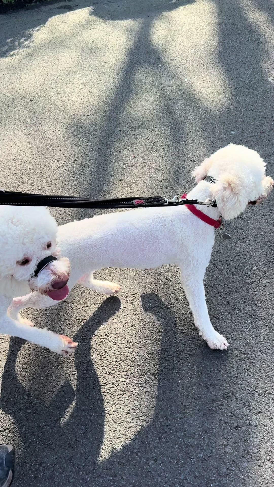 @PAWS2TRAIN 🖤🧡
