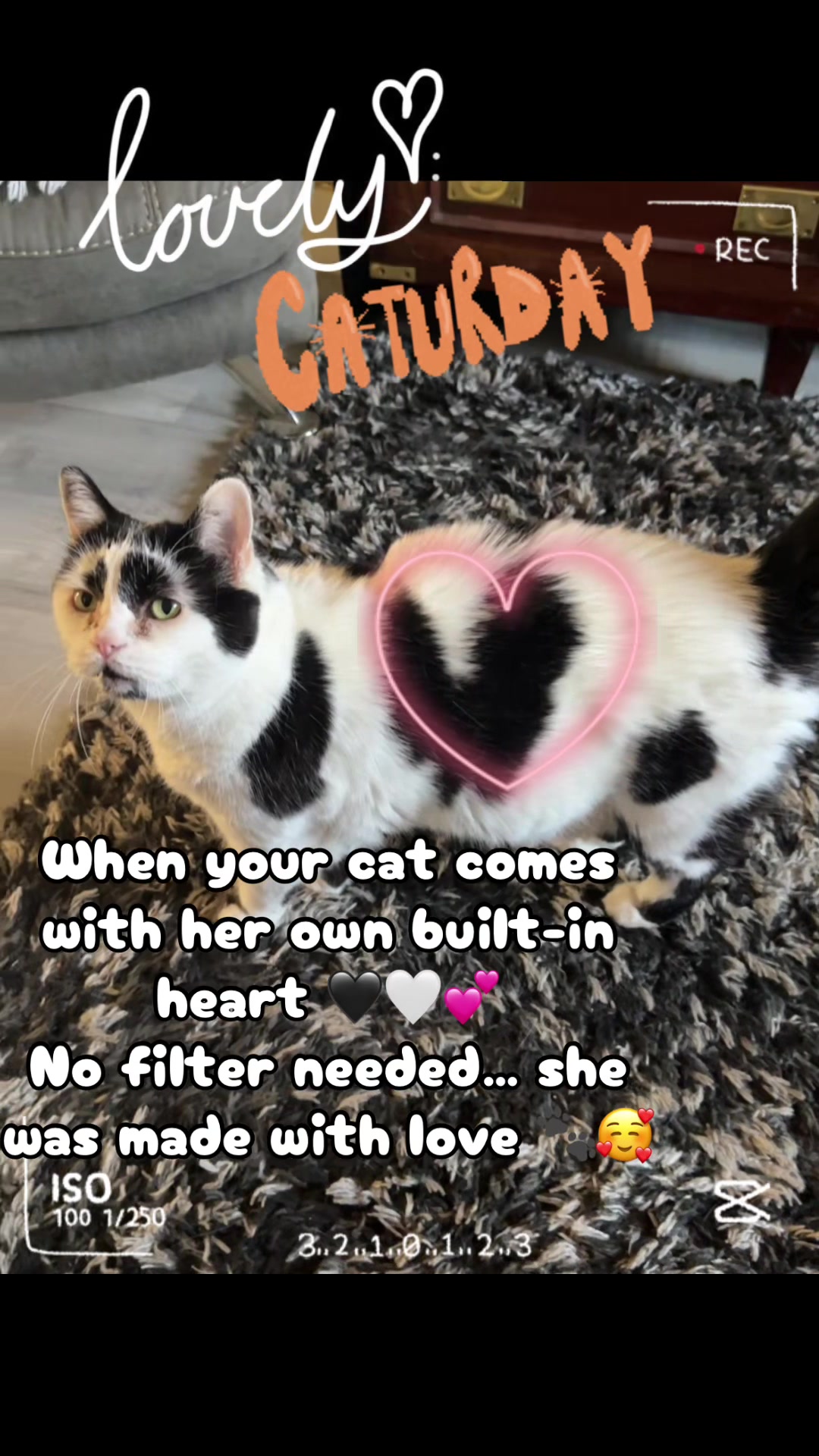 @crazycatladyxfour