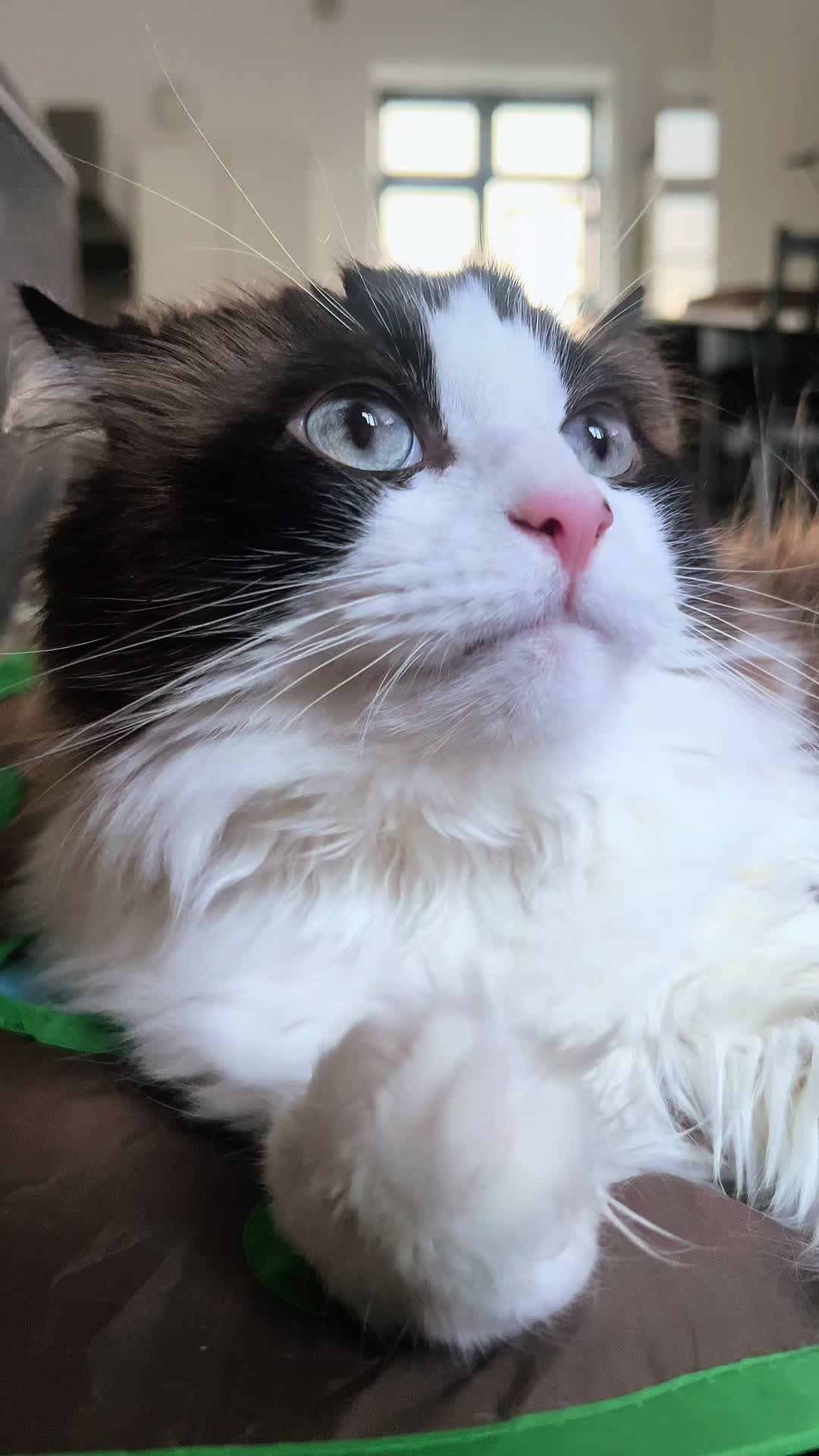 @Ted the ragdoll cat 🐾