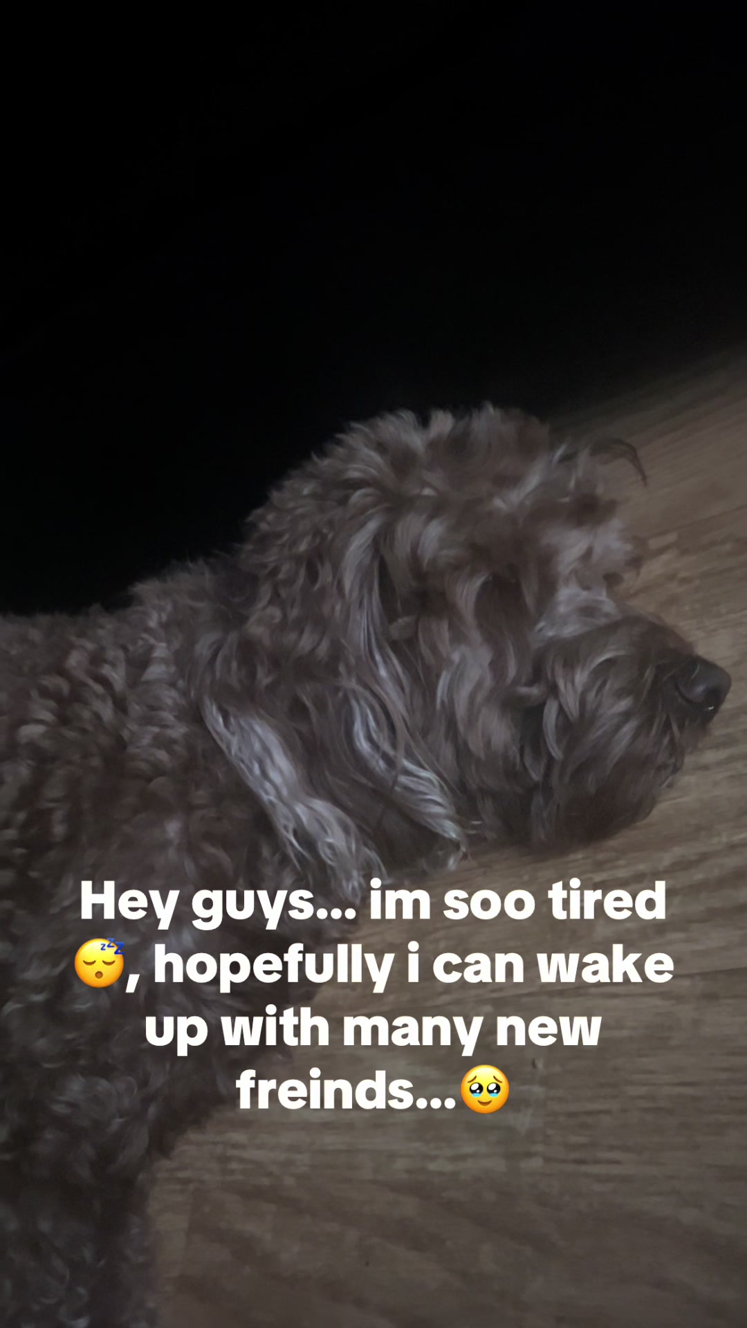 @Goldendoodlelover