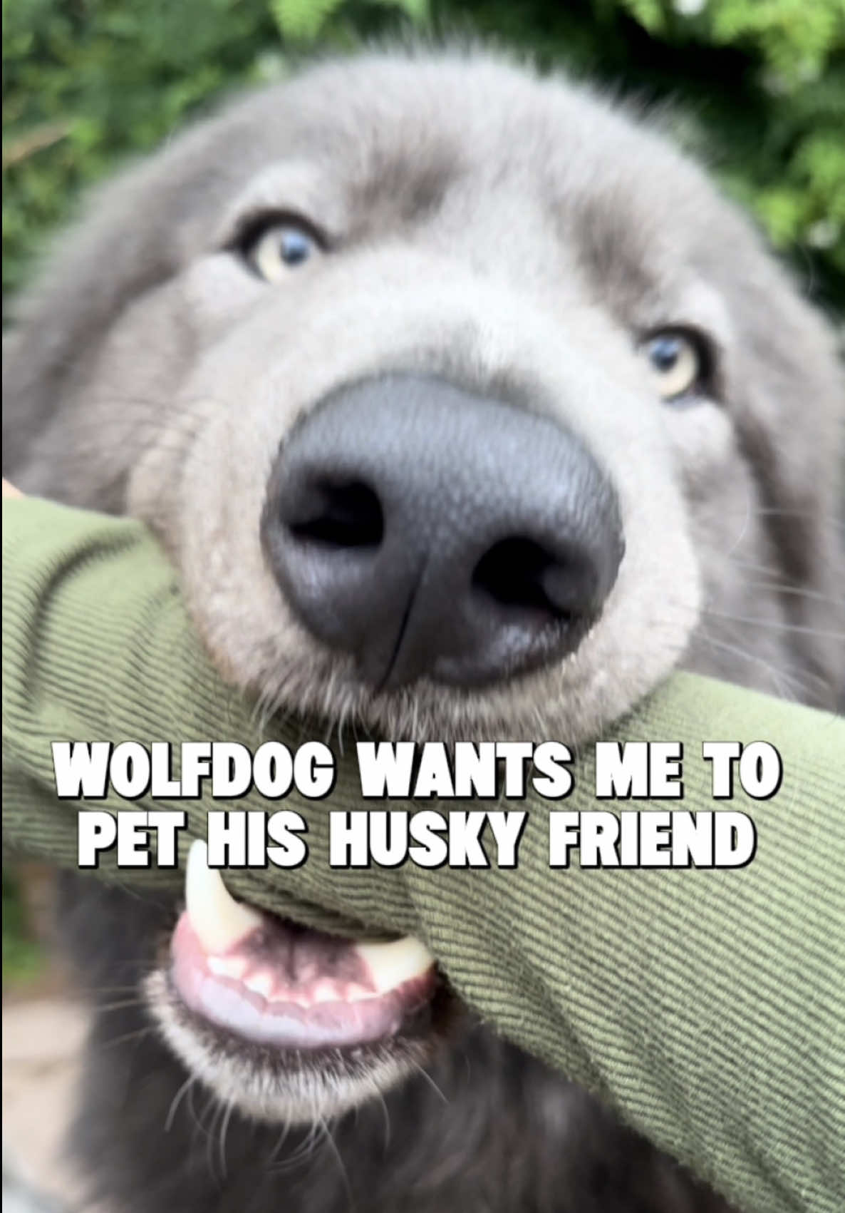 @My Blue Wolf