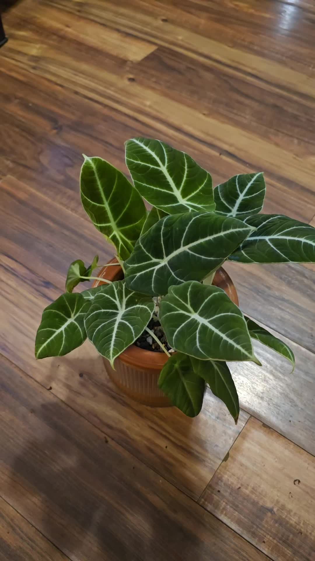 @JT - BigEGOPlants
