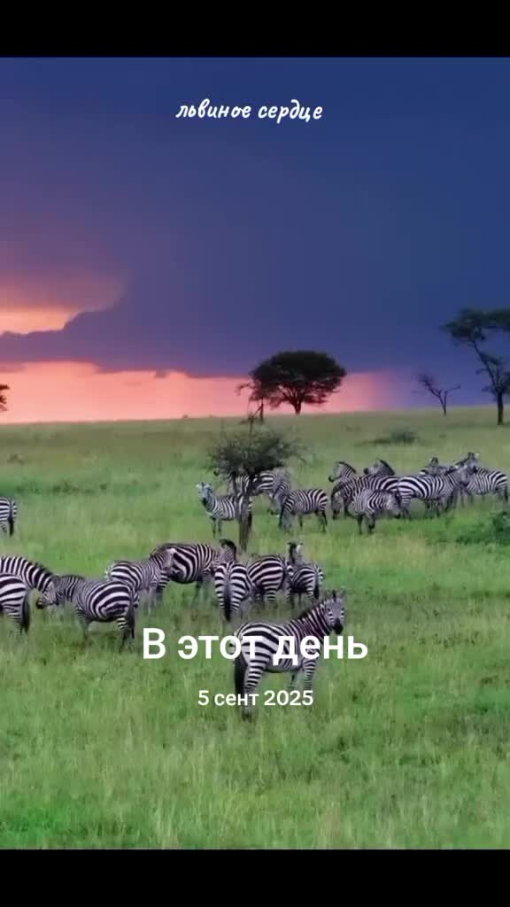 @LION S HEART NATURE