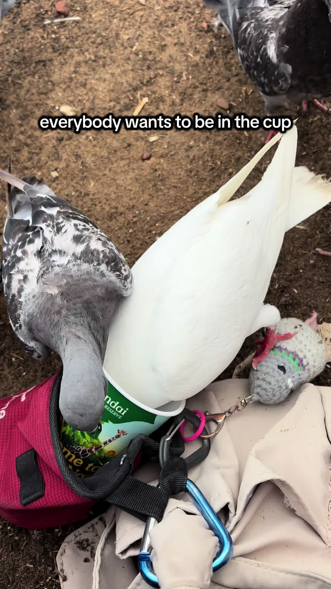 @summer ✶ little winged friends