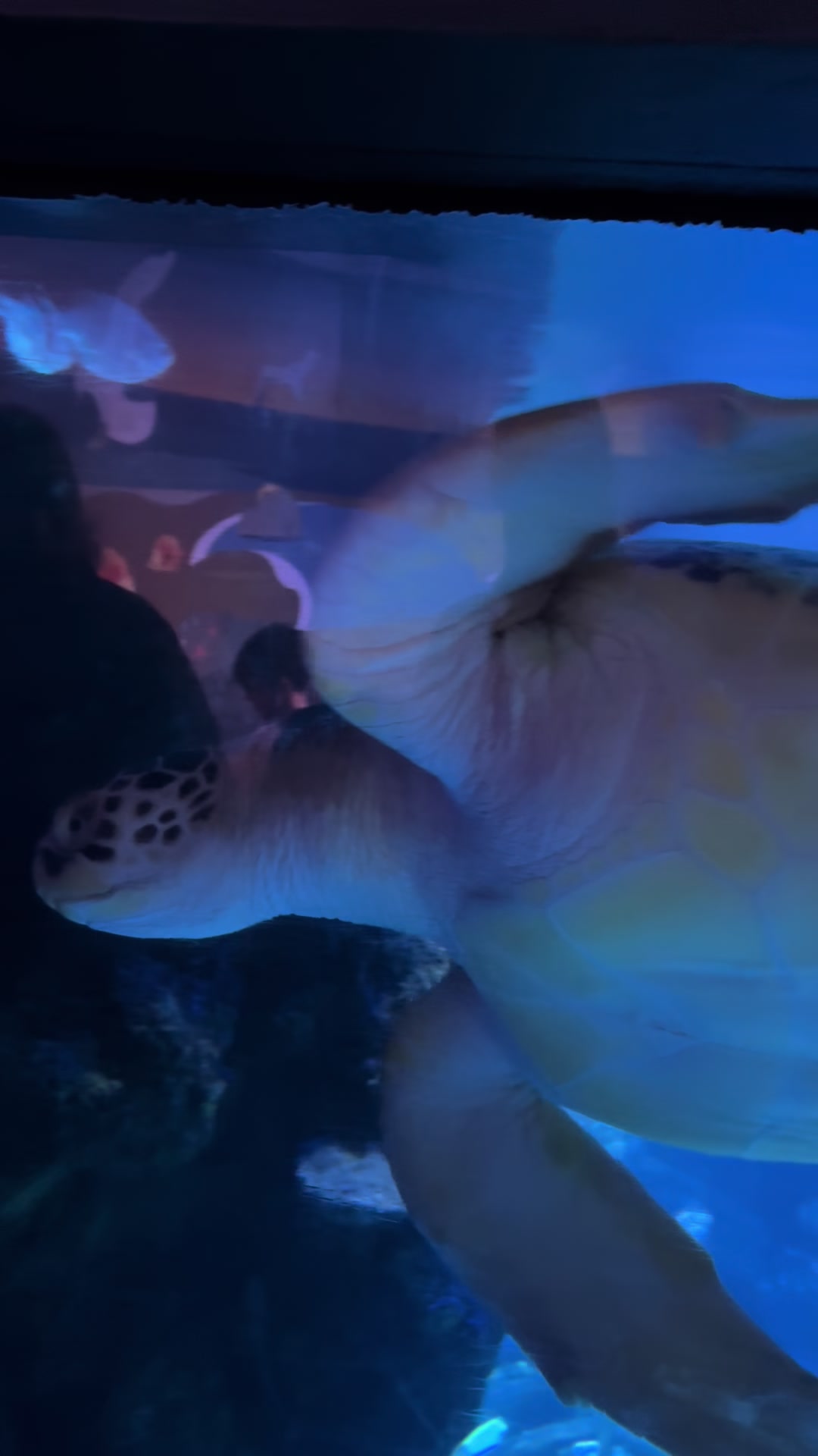 @Turtletotsofficial
