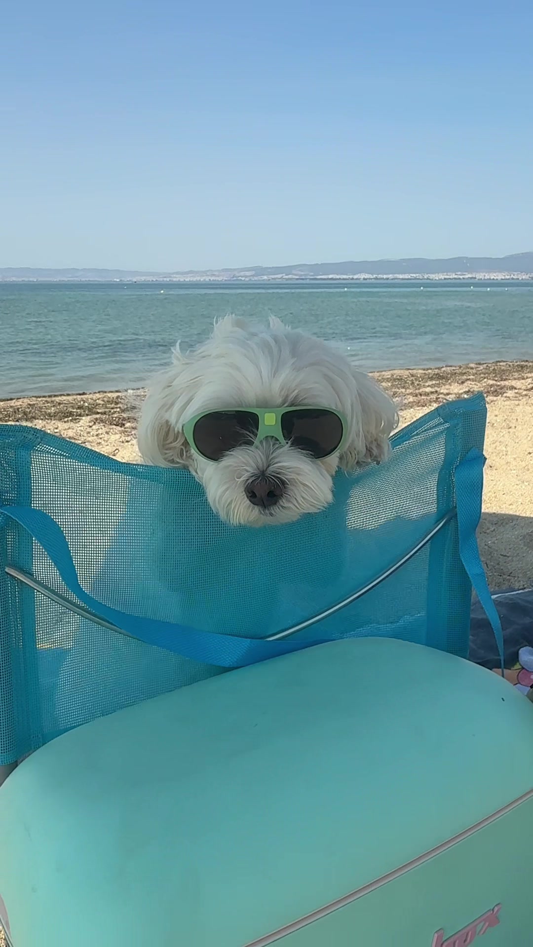 @Stella 🐾 Luki