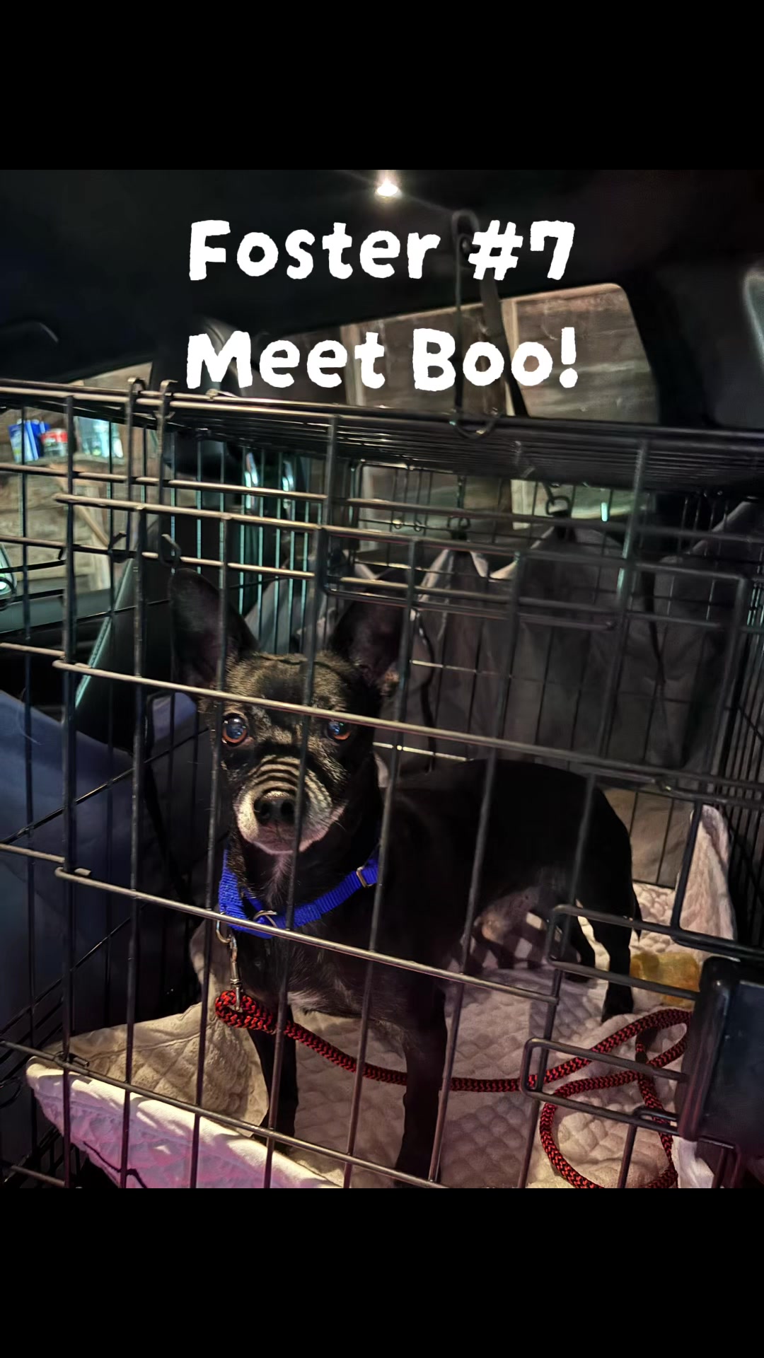 @LittleDog&Bogie